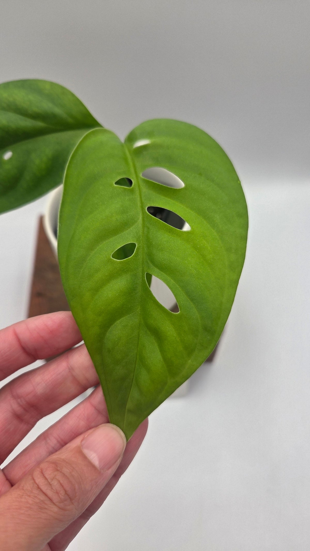 Monstera Esqueletto (MON-545)