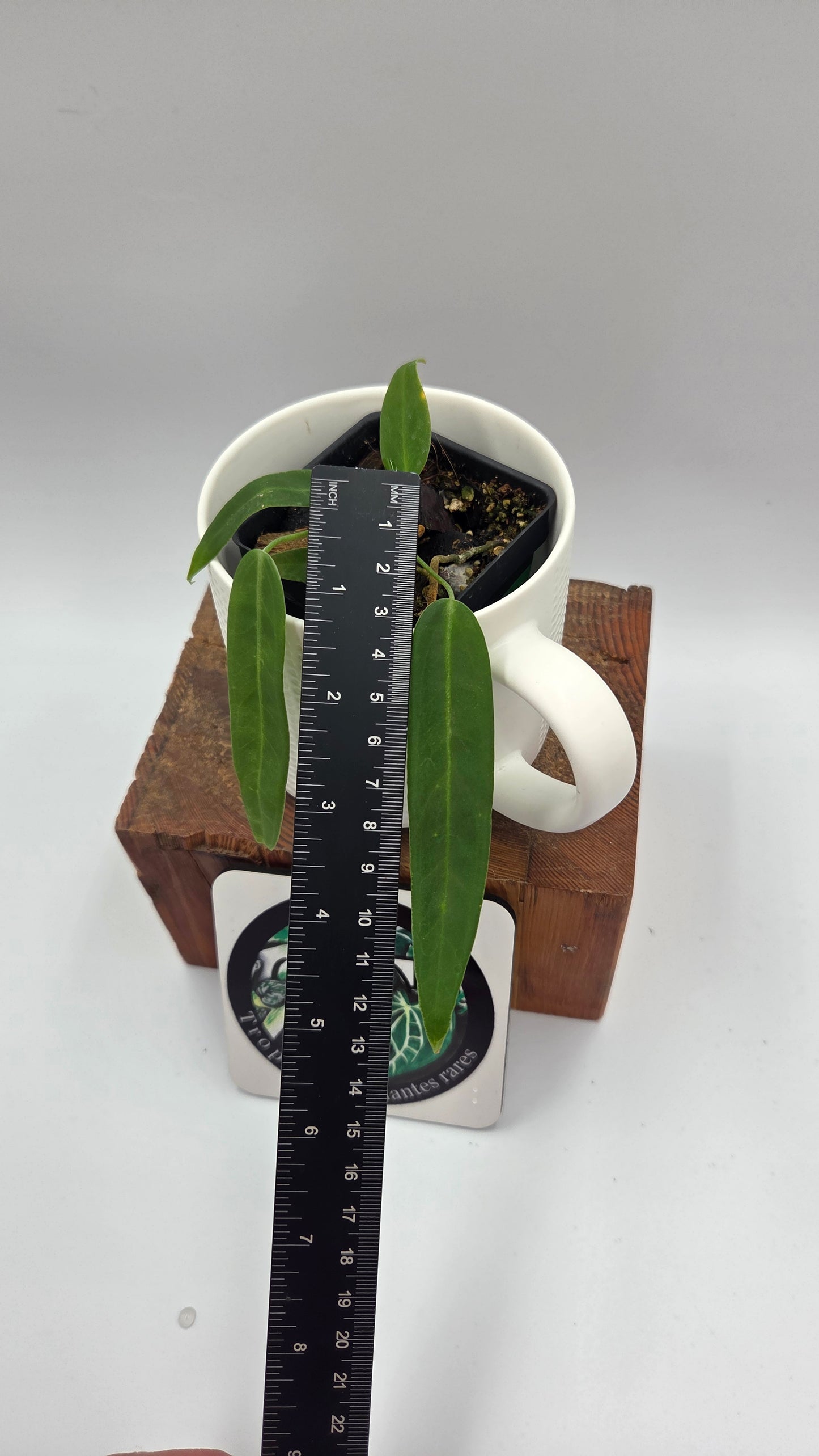 Anthurium Pallidiflorum "format PETIT"(ANT-678)