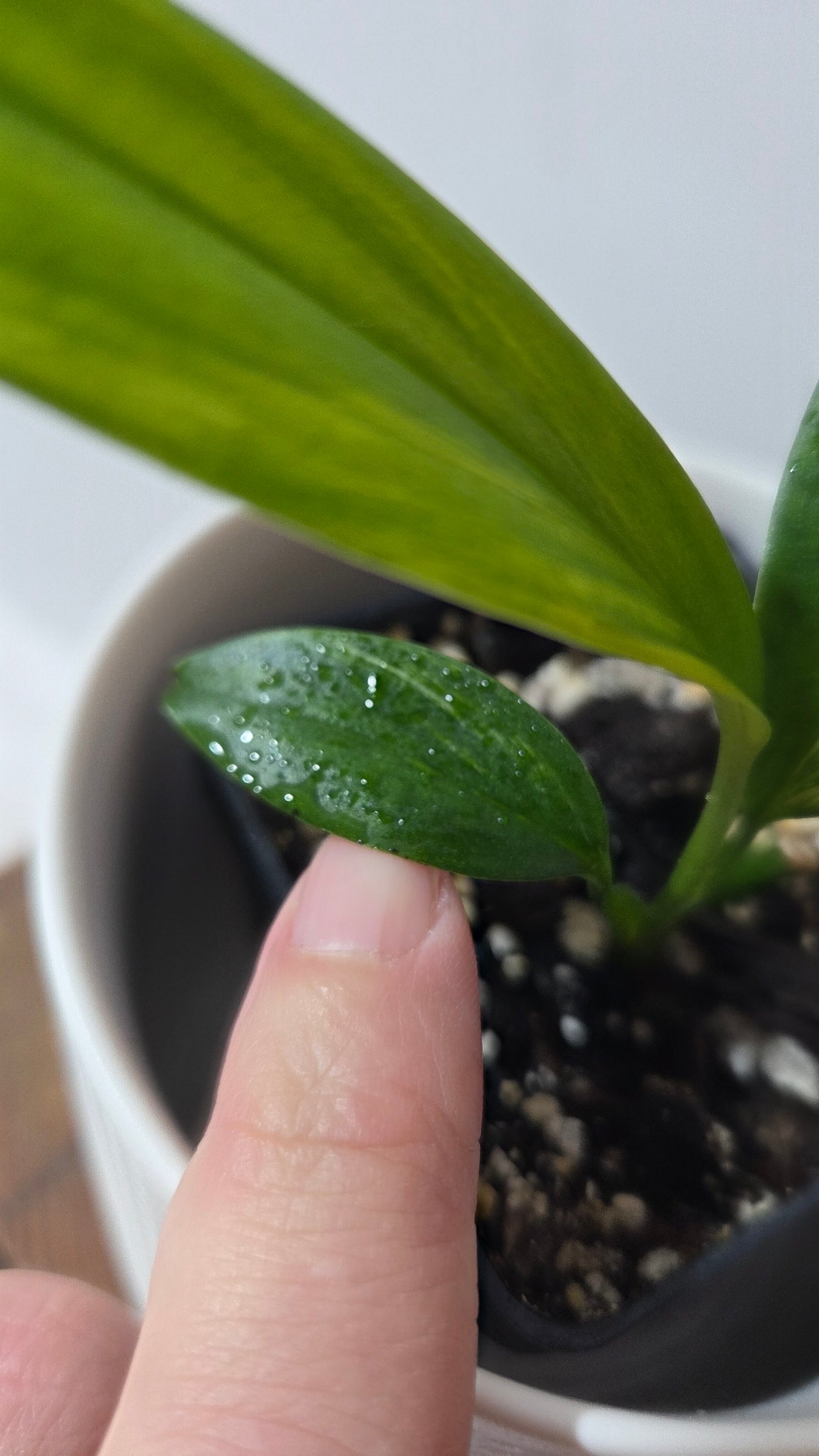 Epipremnum Amplissinum Variegata (EPI-232)
