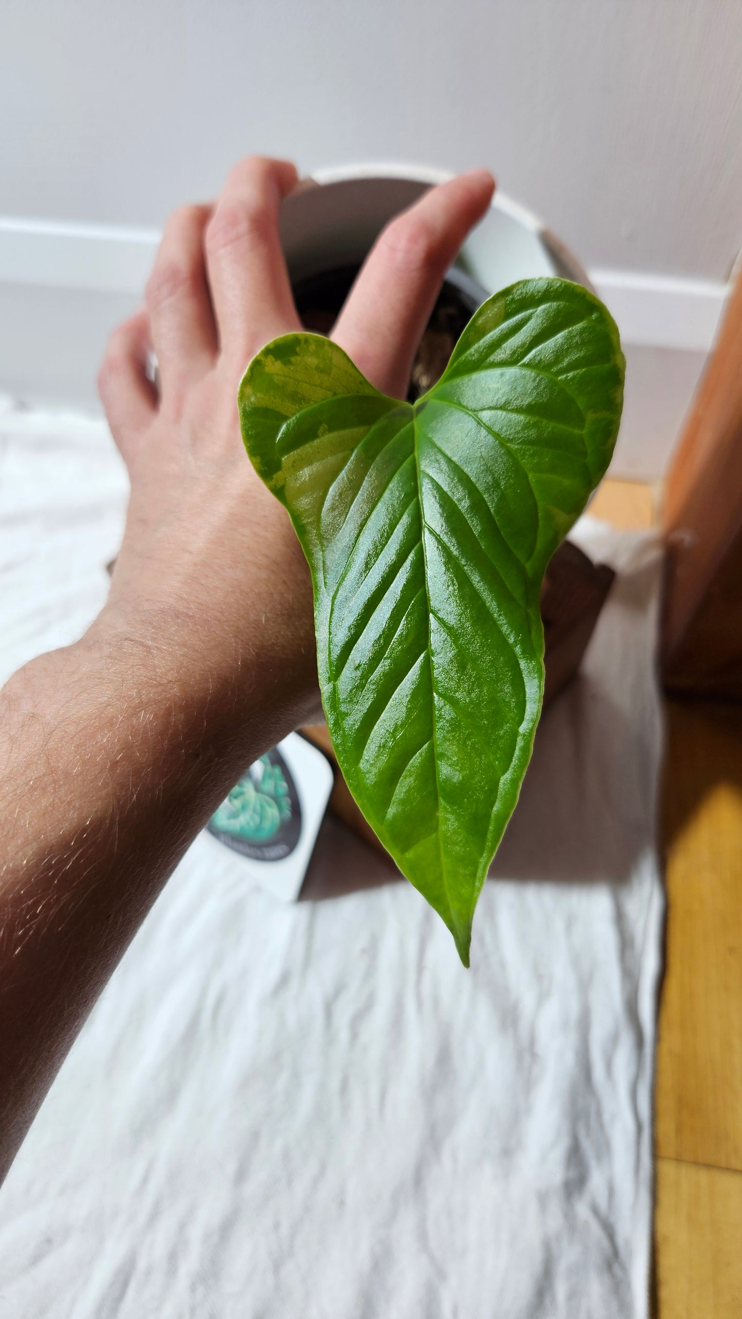 Anthurium Draconopterum"format MOYEN" (ANT-626)