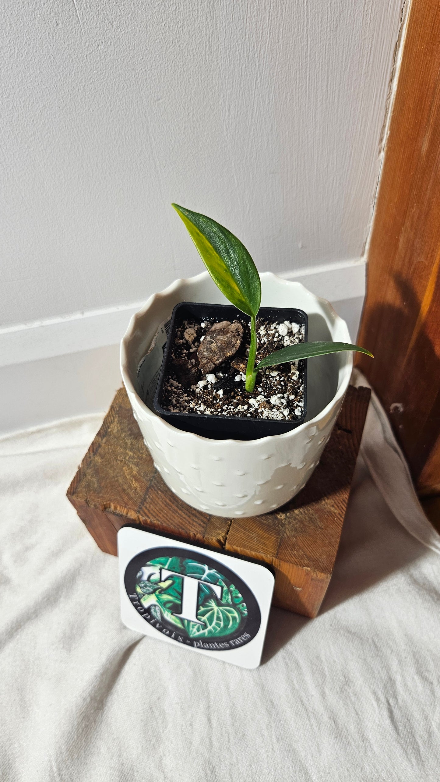 Scindapsus Coriaceus Aurea(SCI-785)