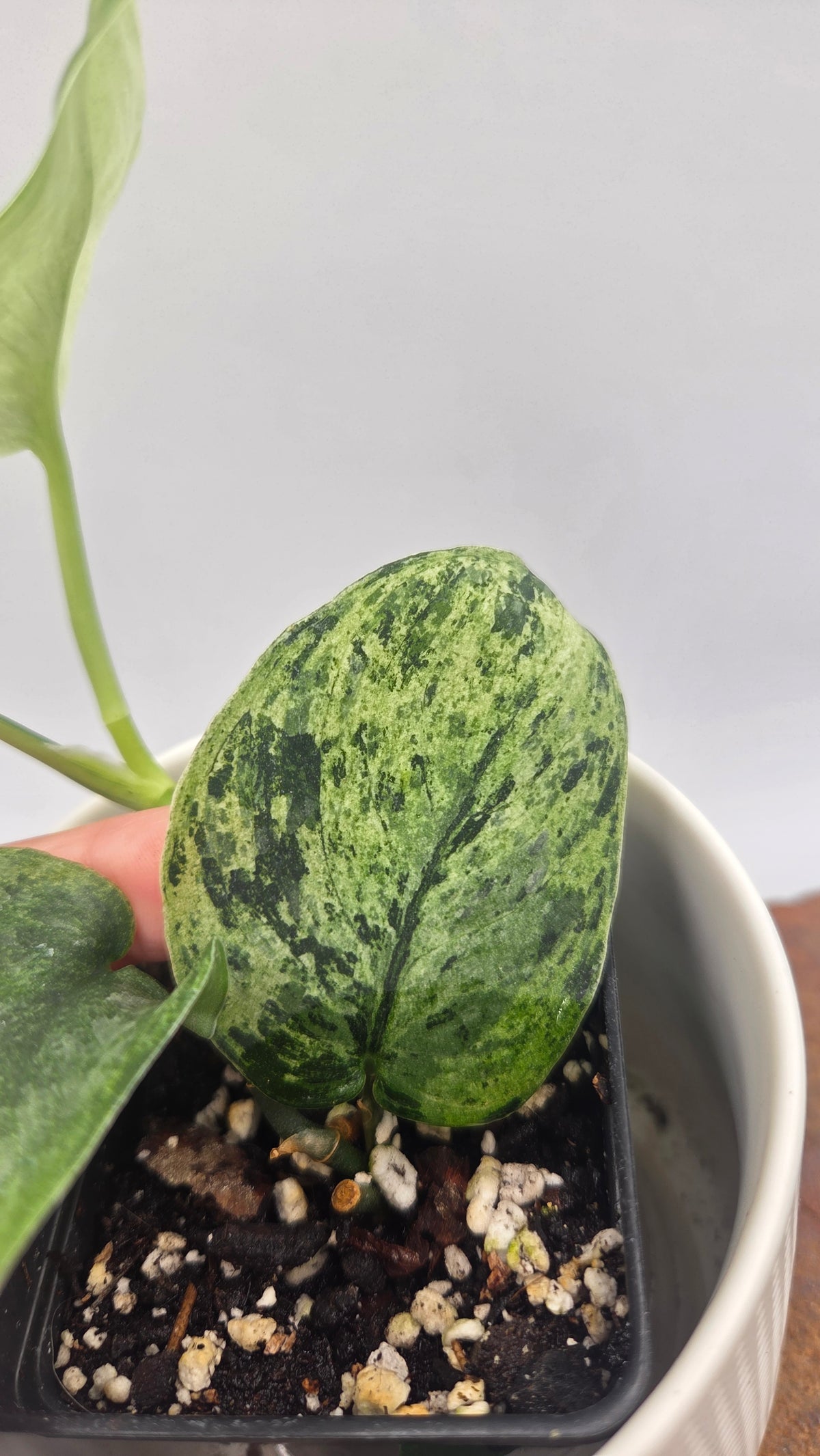 Scindapsus Silver Cloud variegata (SCI-1524)