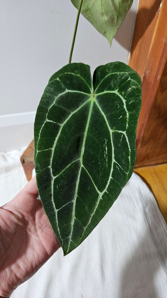 Anthurium Crystallinum Dark (ANT-415)