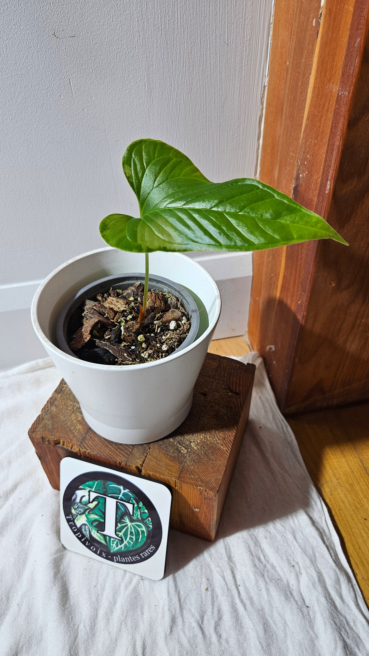 Anthurium Draconopterum"format MOYEN" (ANT-626)