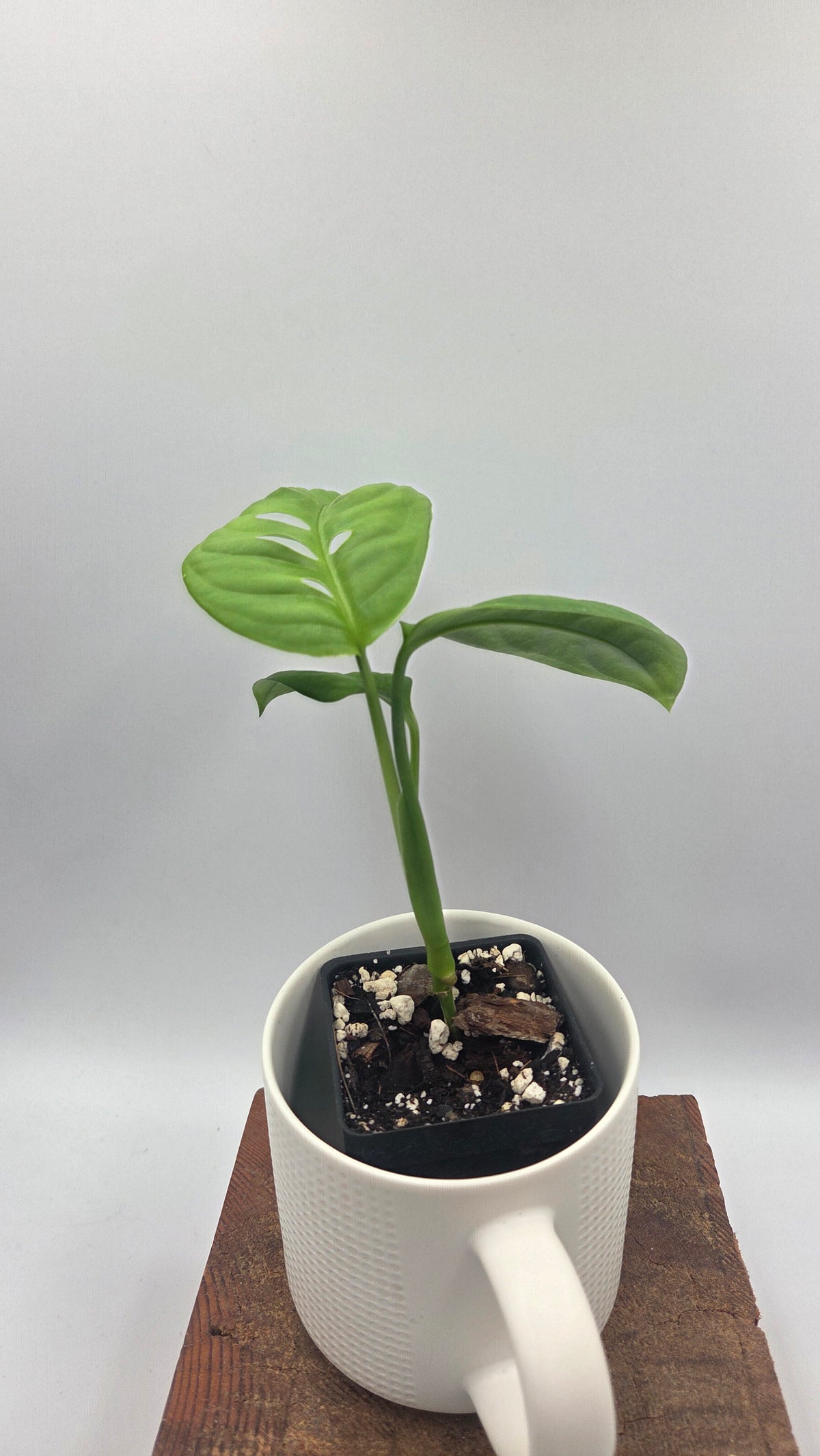 Monstera Esqueletto (MON-545)