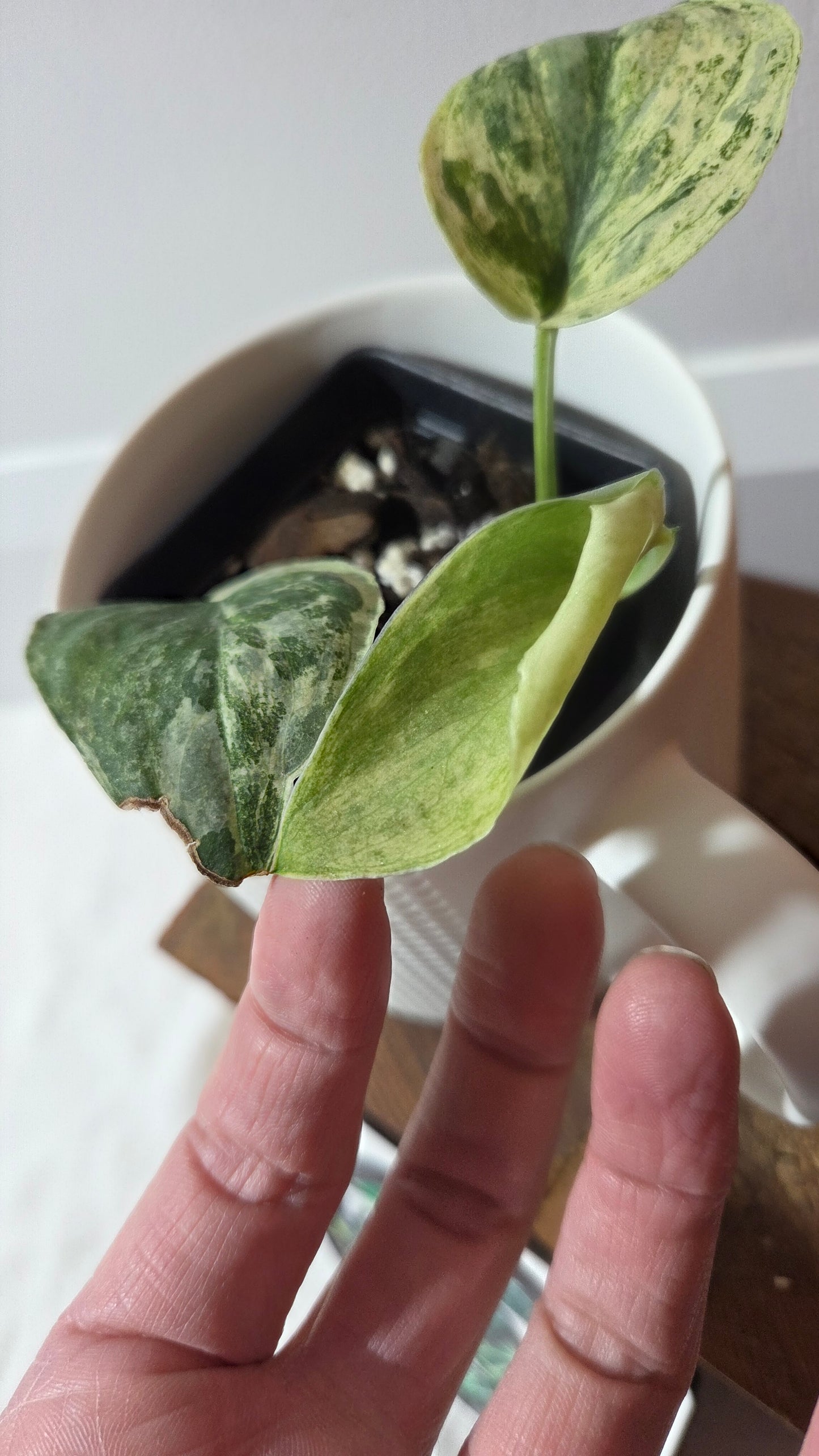 Scindapsus Silver Splash Tricolore (SCI-1367)