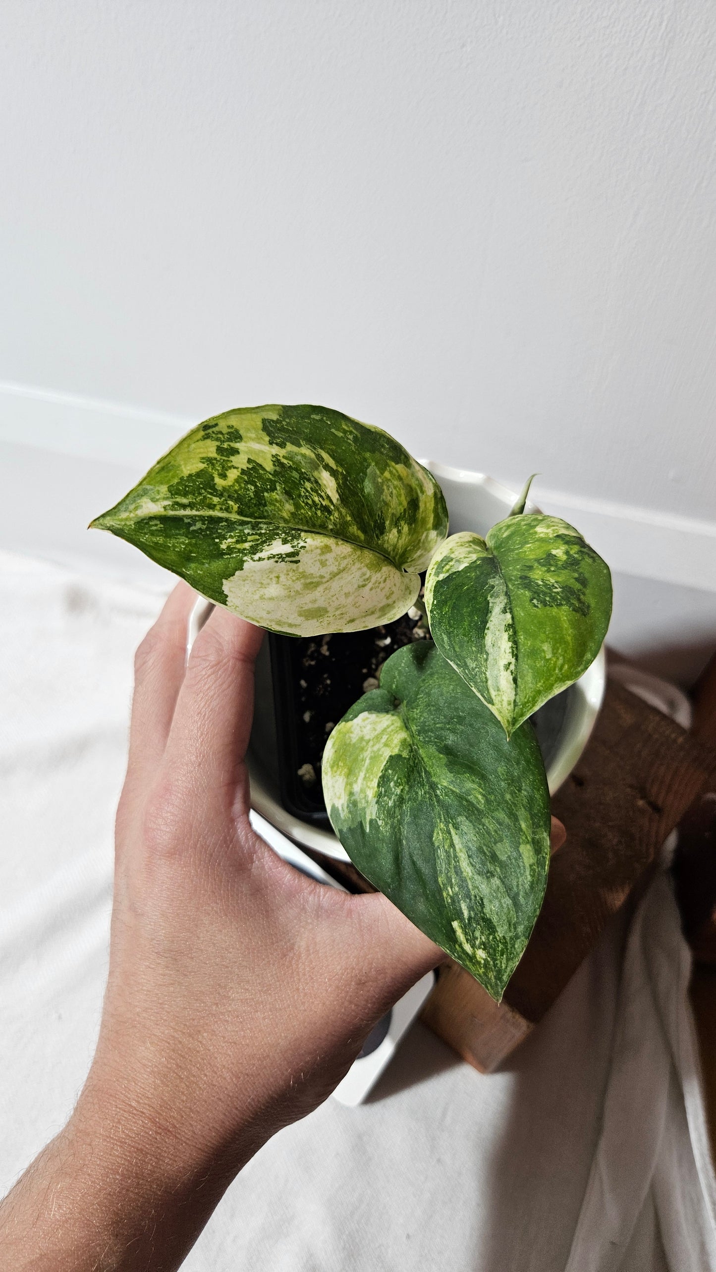 Scindapsus Dark satin Tricolore (SCI-1042)