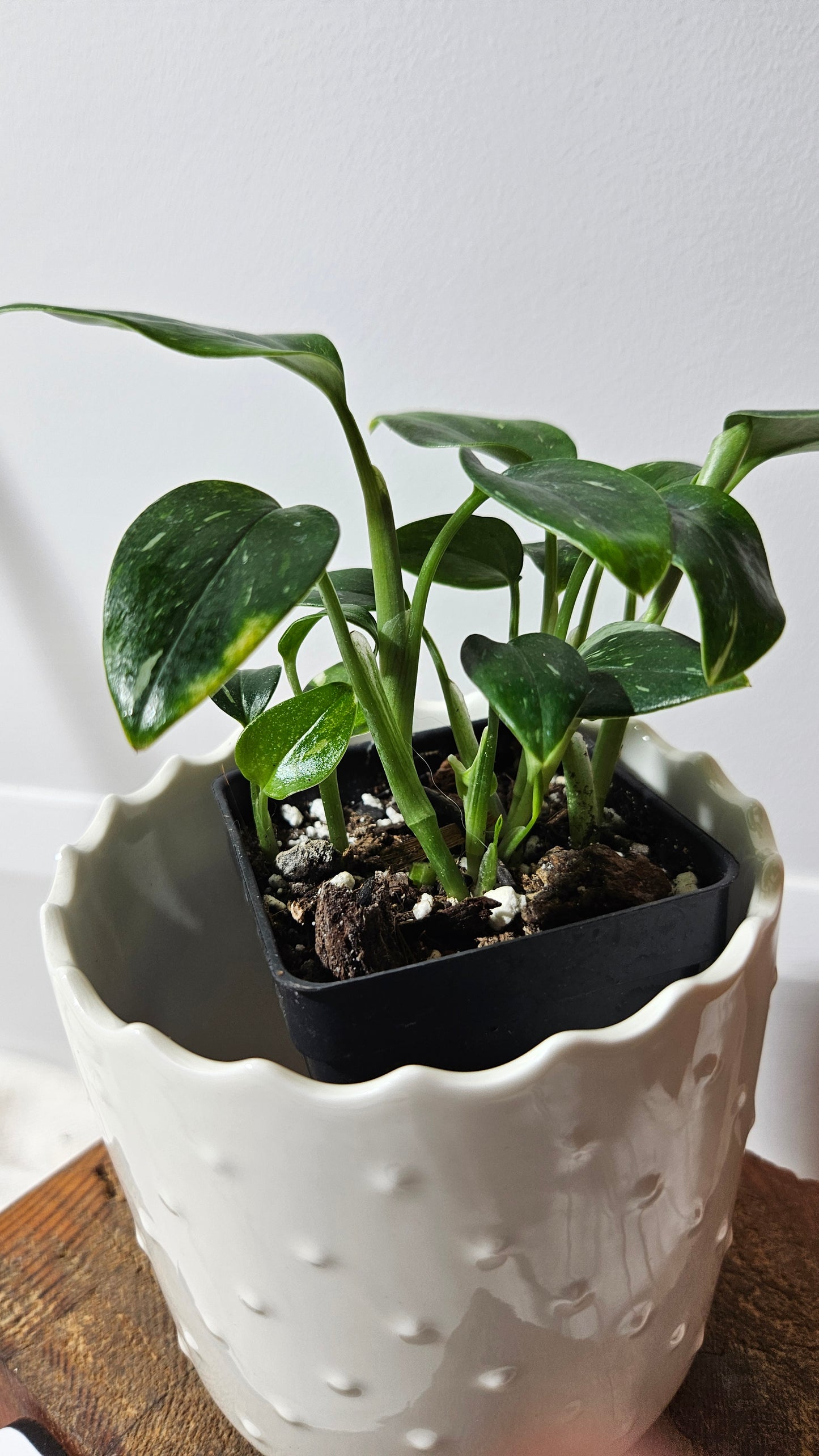 Monstera Standleyana Albo (MON-214)