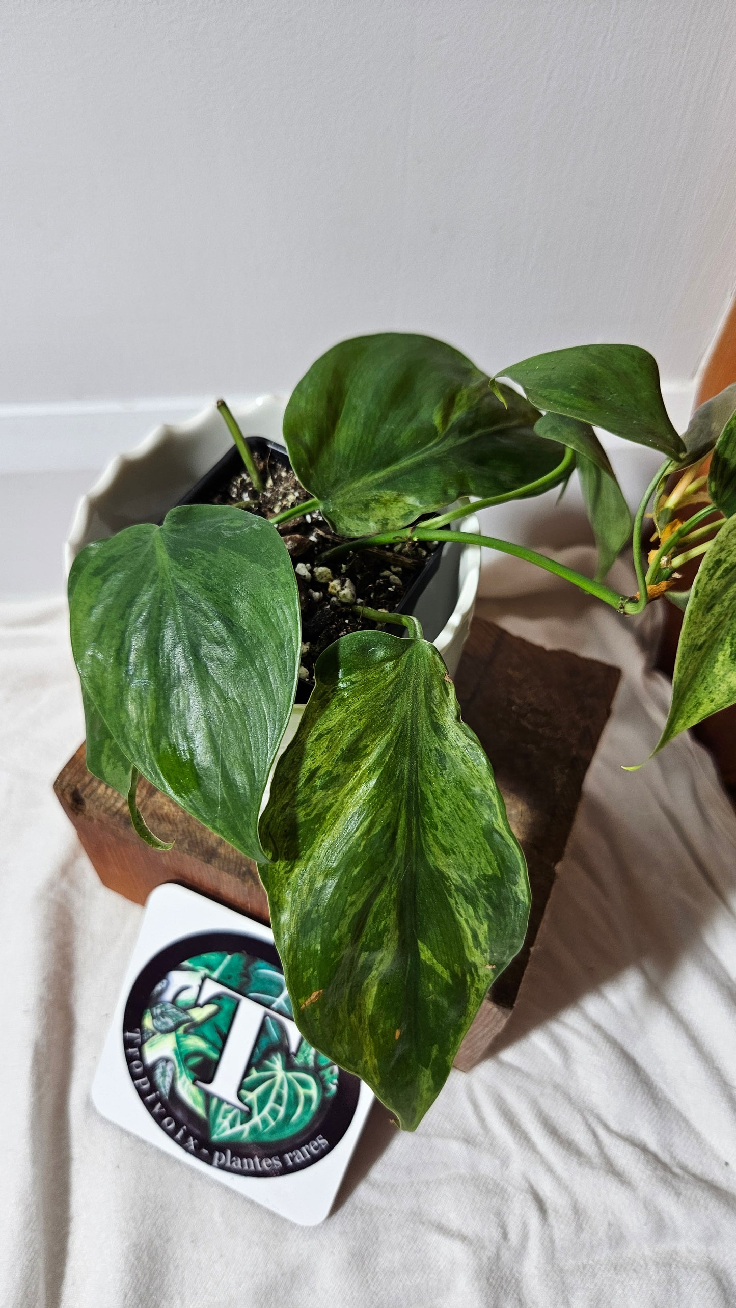 Philodendron Hederaceum Variegata (PHI-560)