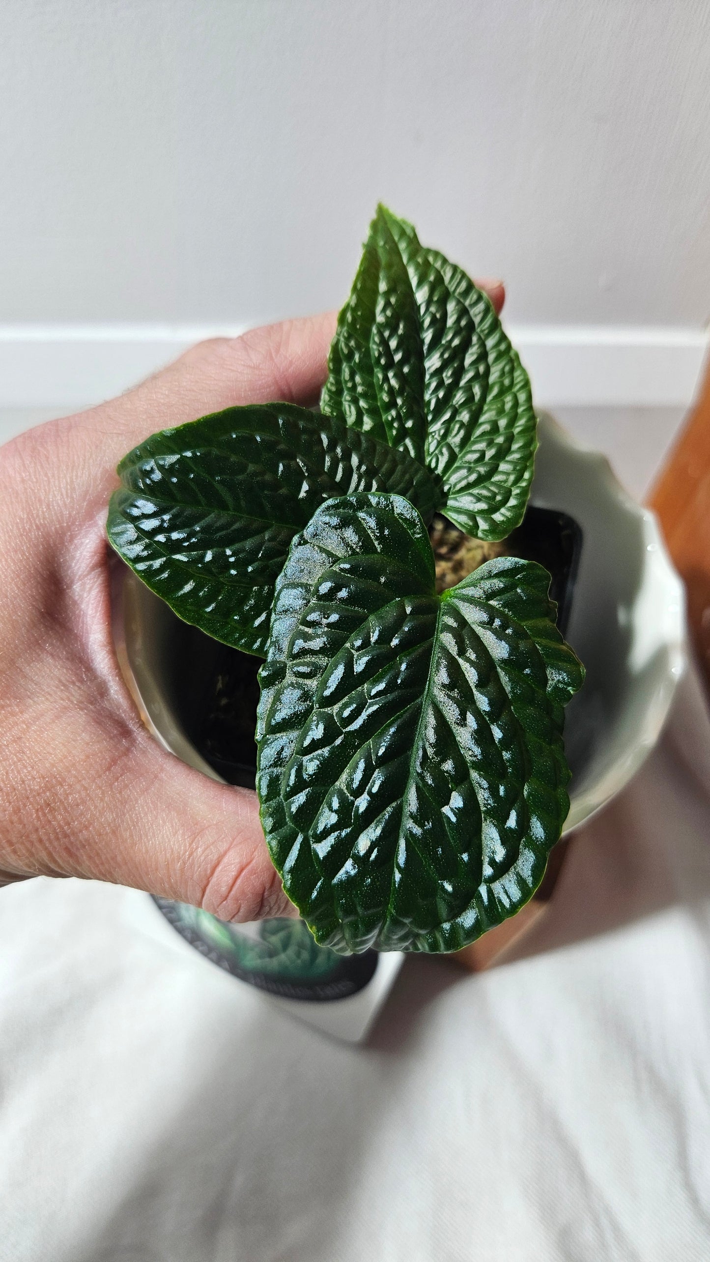 Anthurium Splendidum "format PETIT" (ANT-628)