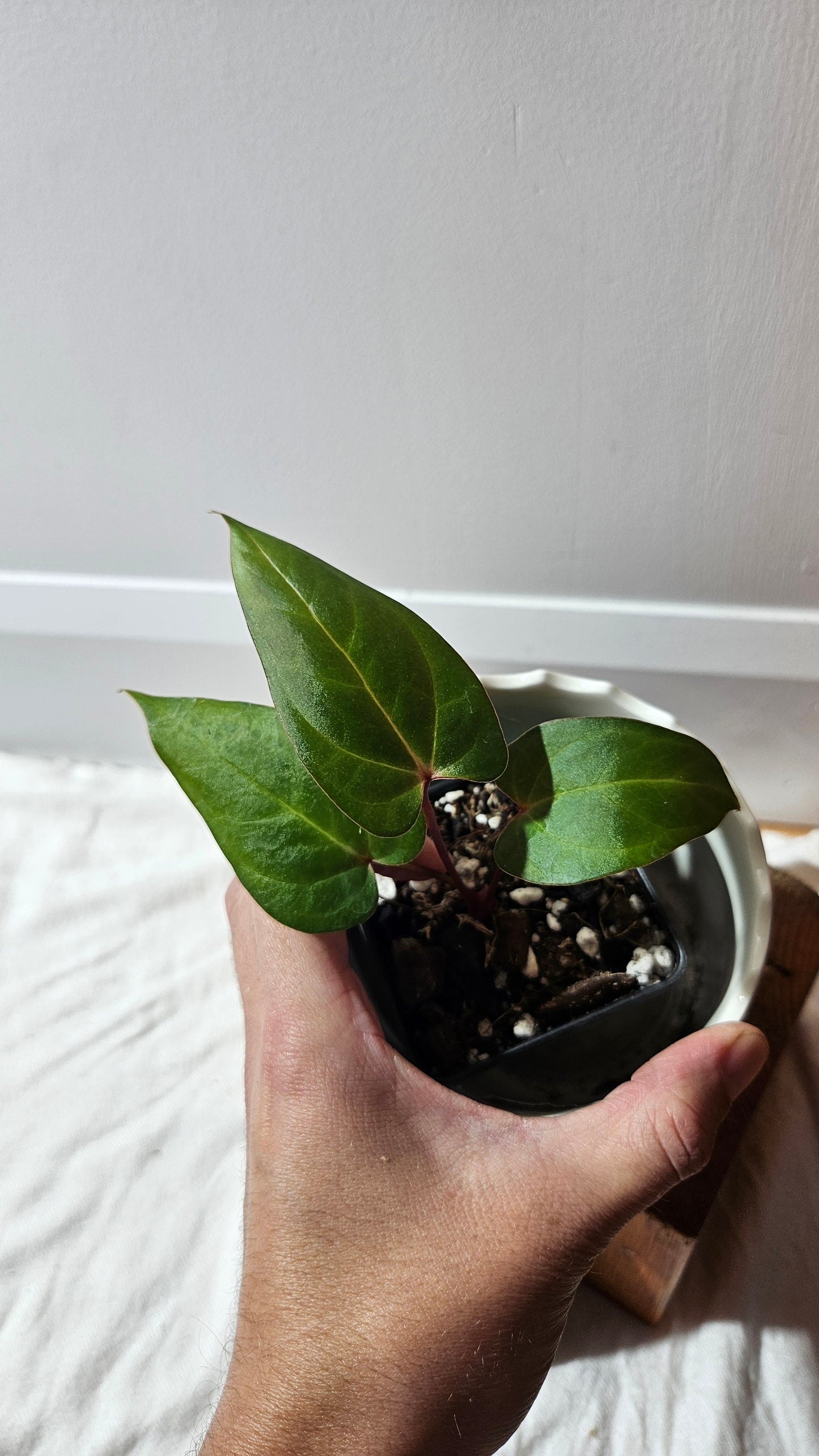Anthurium Papillilaminum Red Stem  "format PETIT" (ANT-593)