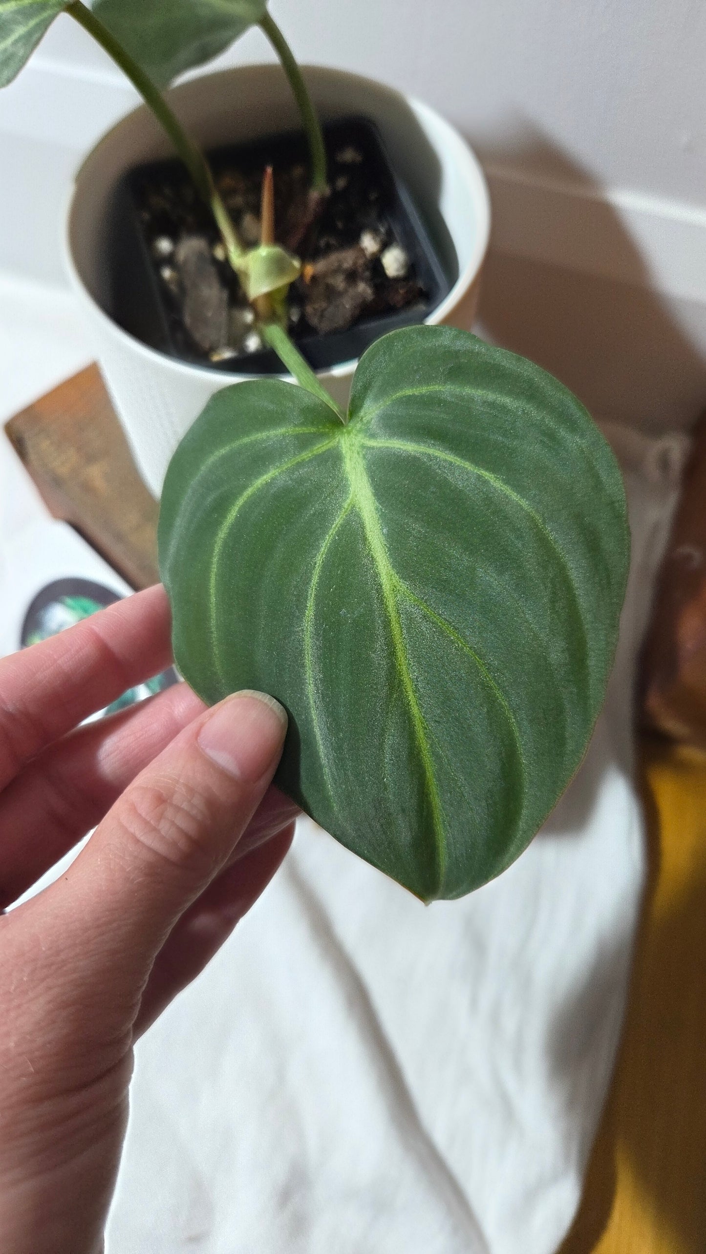Philodendron Gloriosum Radiante (PHI-1006)