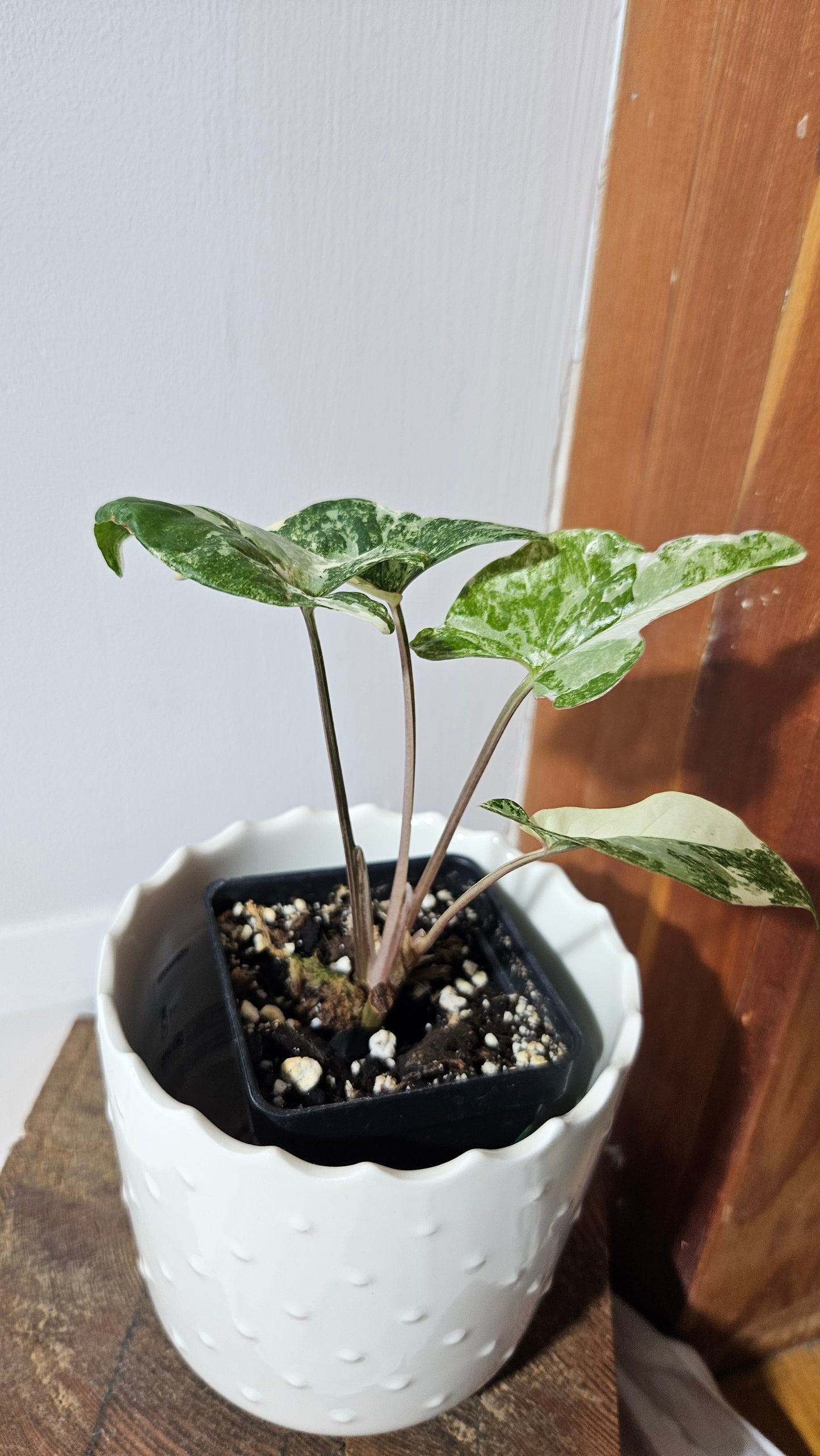 Syngonium Faustina Albo (SYN-329)