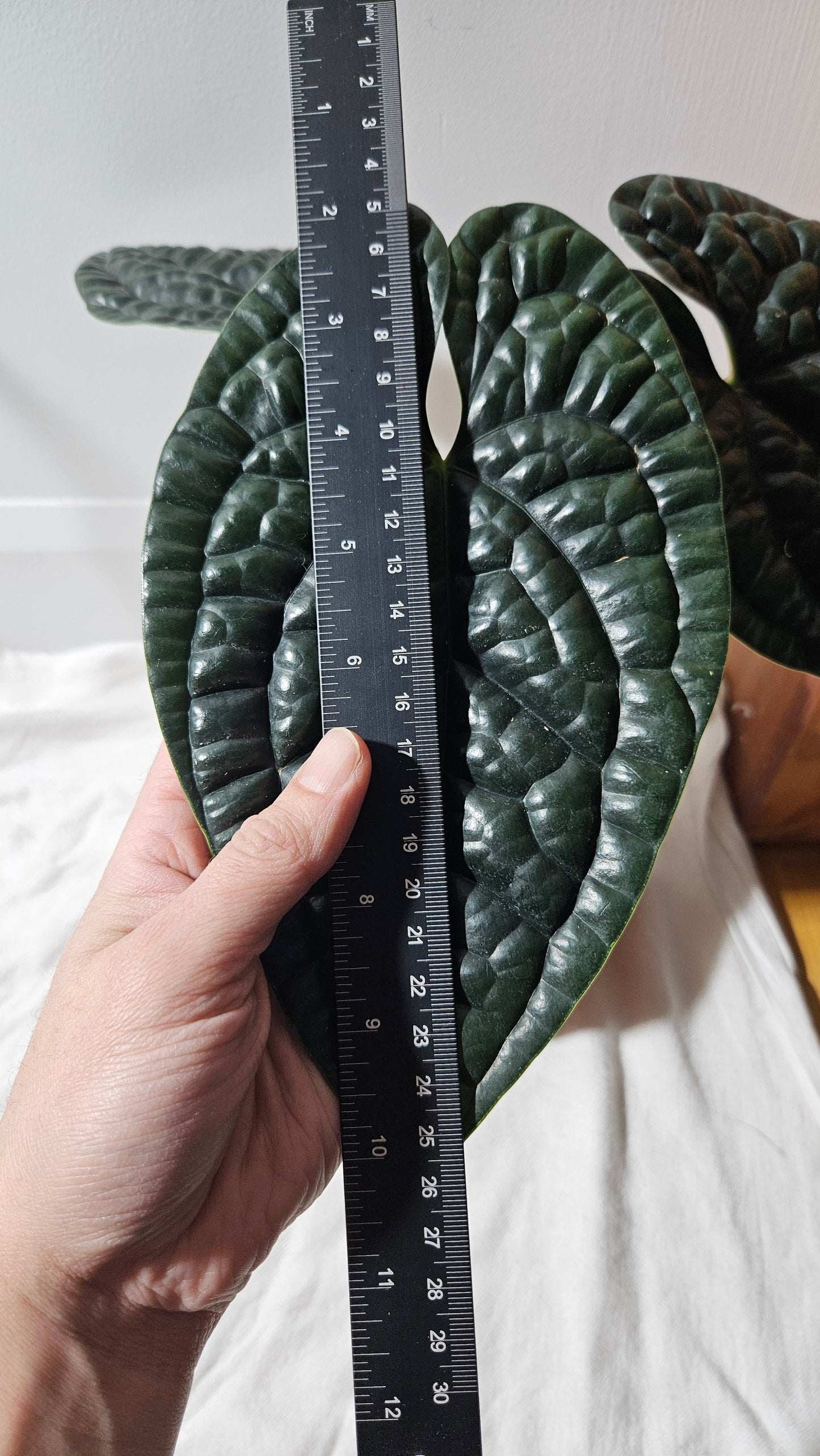 Anthurium Luxurians Chocolate "format LARGE" (ANT-277)