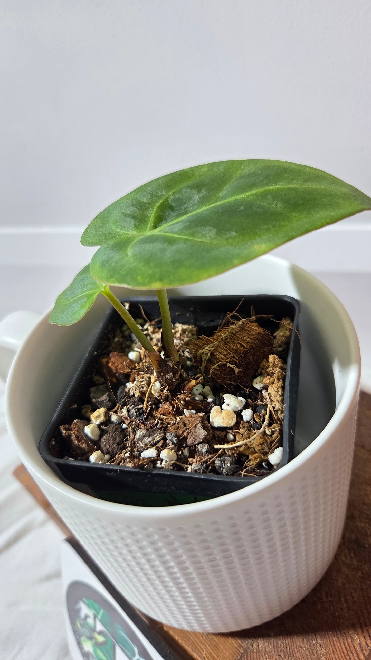 Anthurium  Papillilaminum Hybrid "format PETIT" (ANT-662)