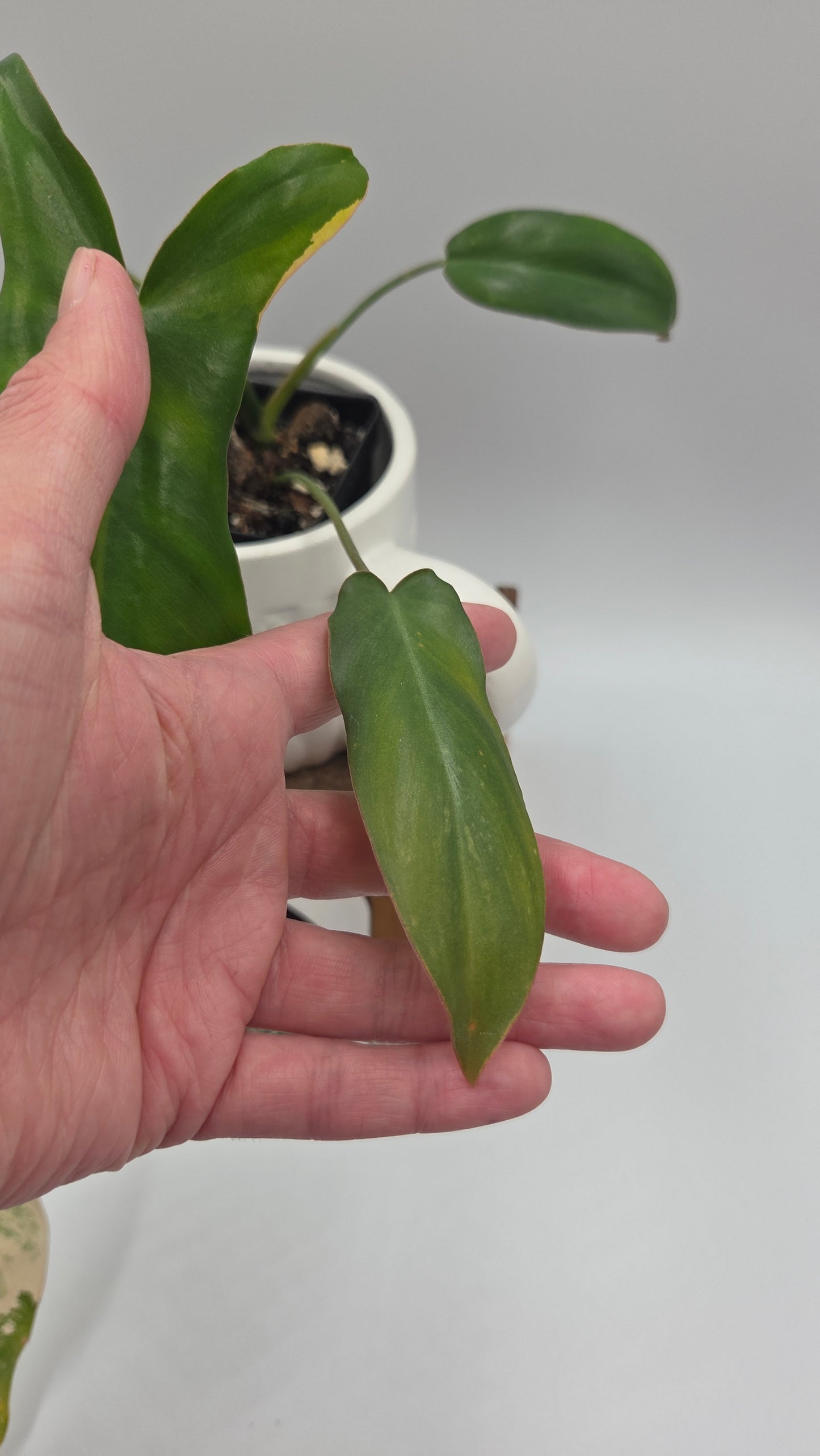 Philodendron Paradise Beauty (FloridaBeautyXParaiso Verde)(PHI-1025)