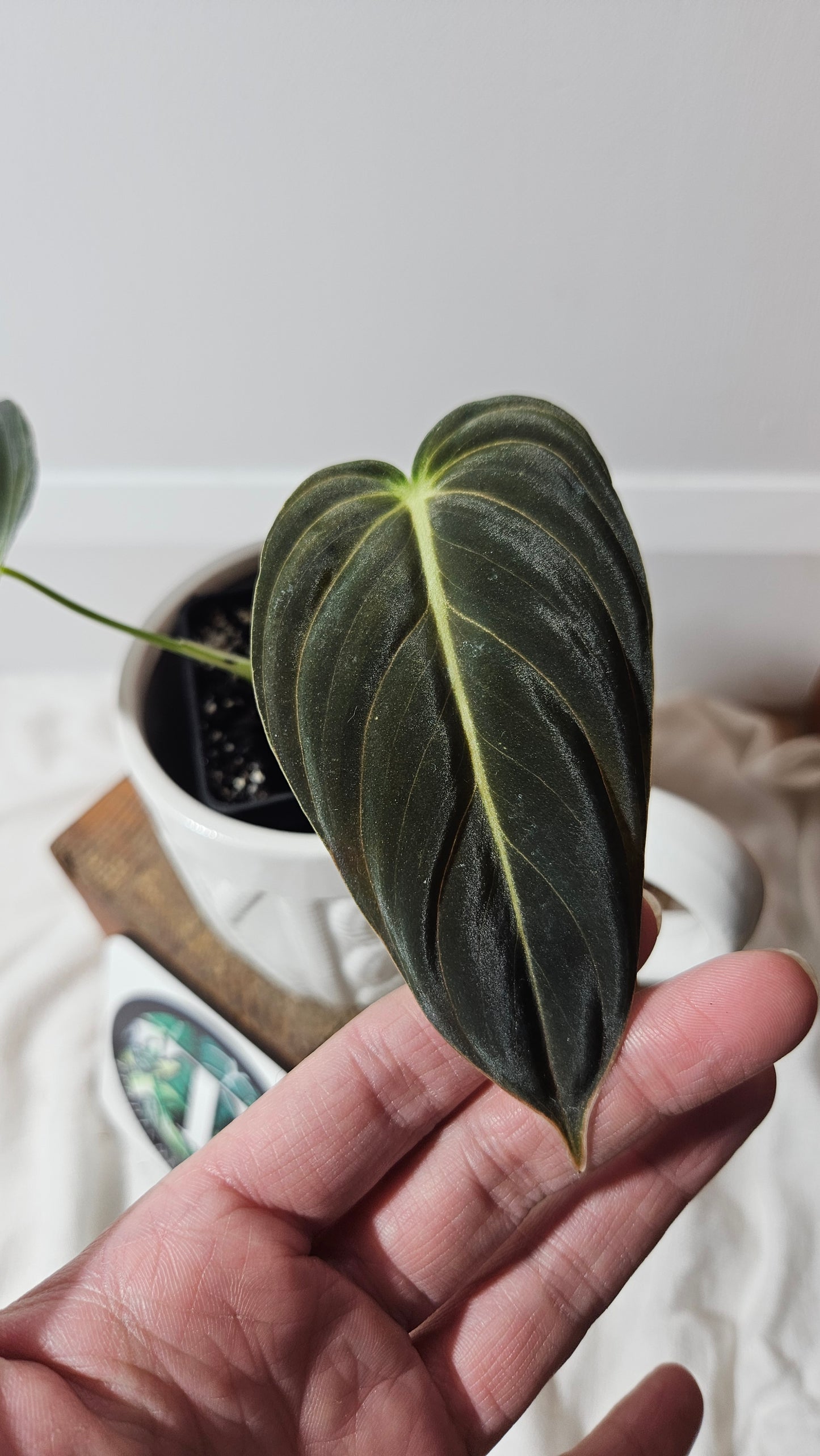 Philodendron Melanochrysum (PHI-614)