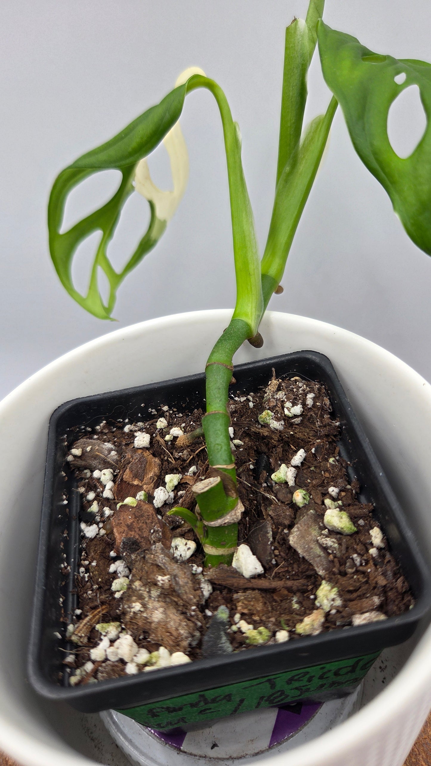 Monstera Andasonii Tricolore (MON-510)