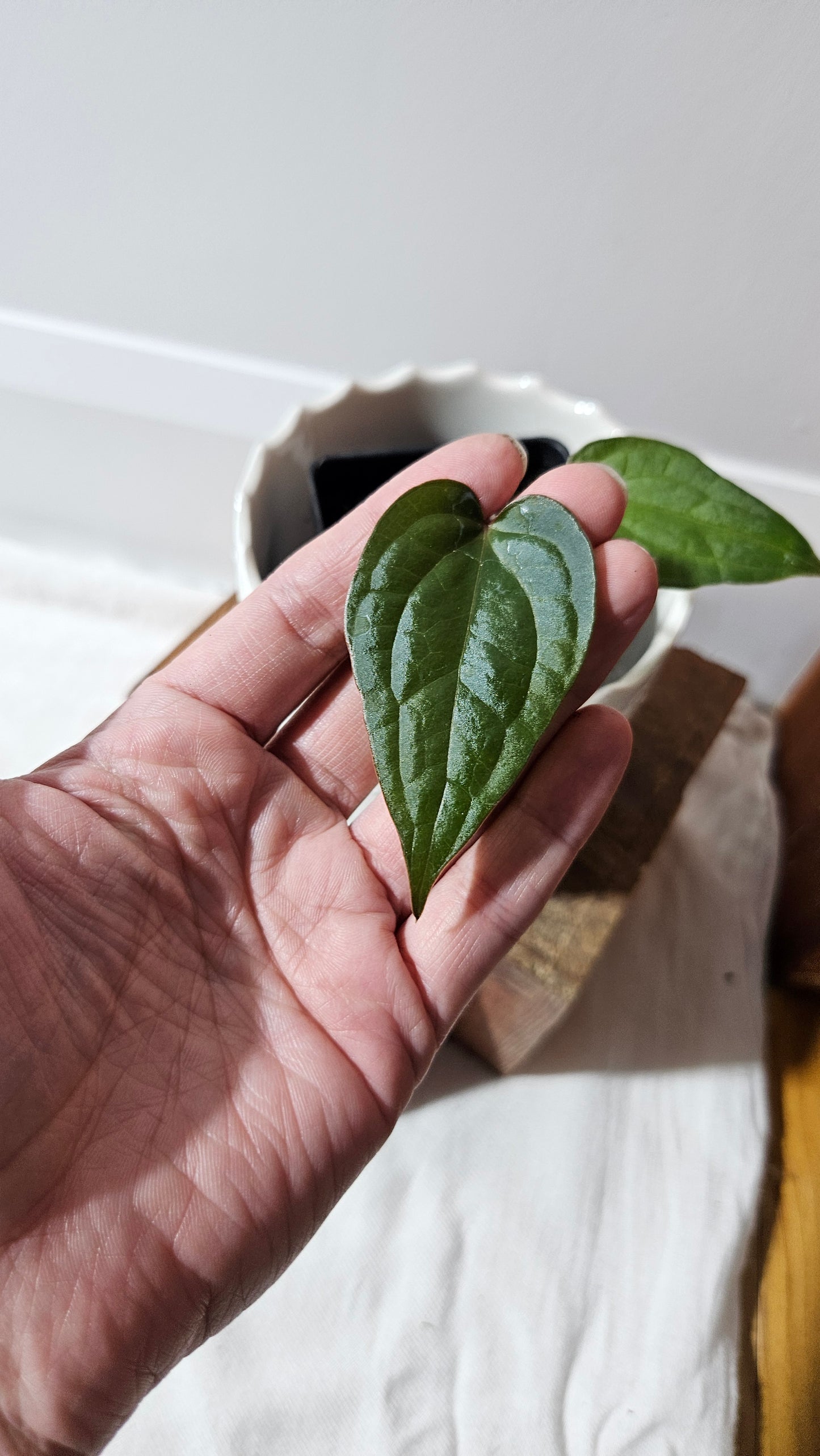 Anthurium Magnificum X Luxurians "format PETIT" (ANT-562)