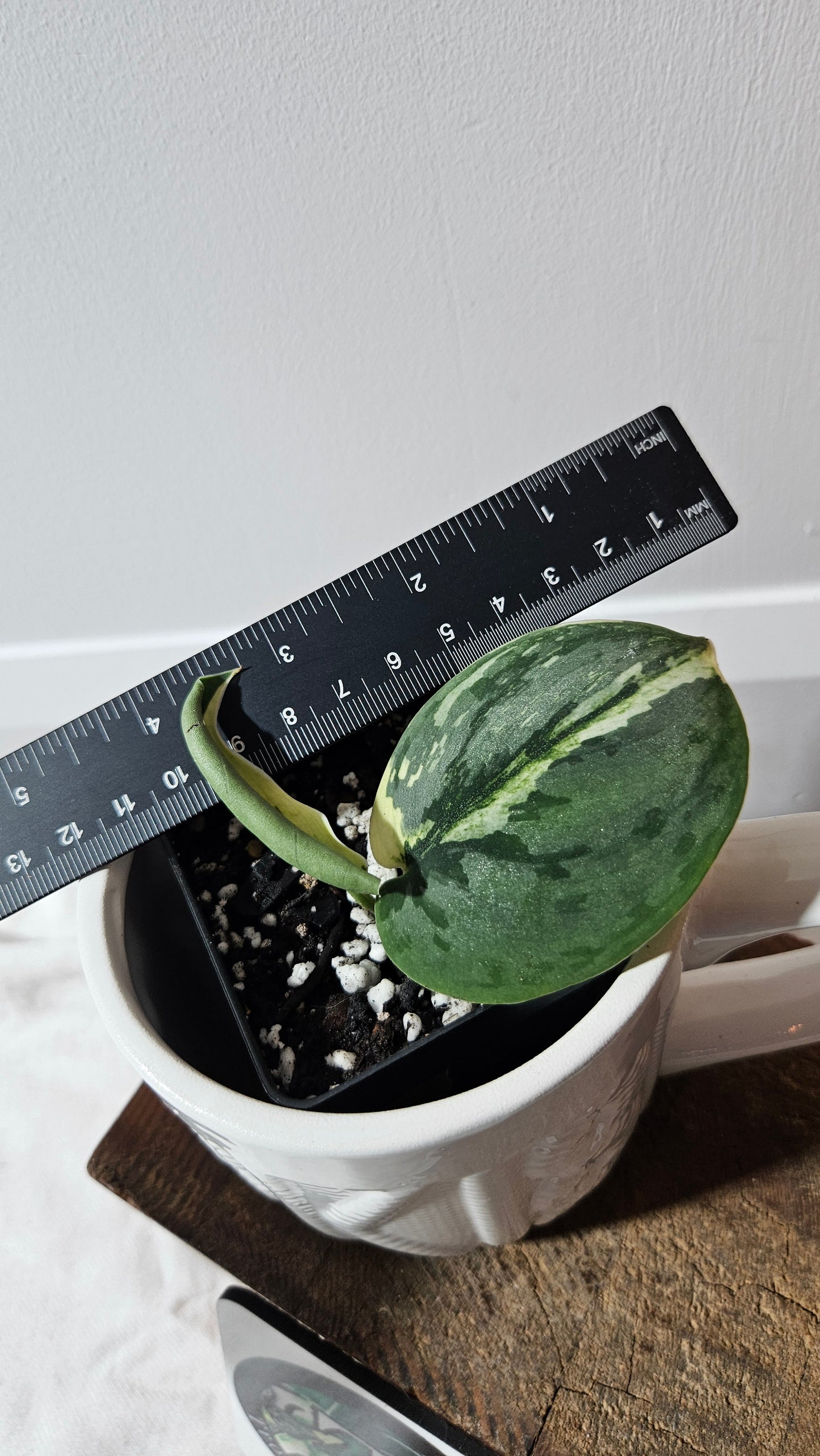 Scindapsus Jung jung Buih (SCI-1292)