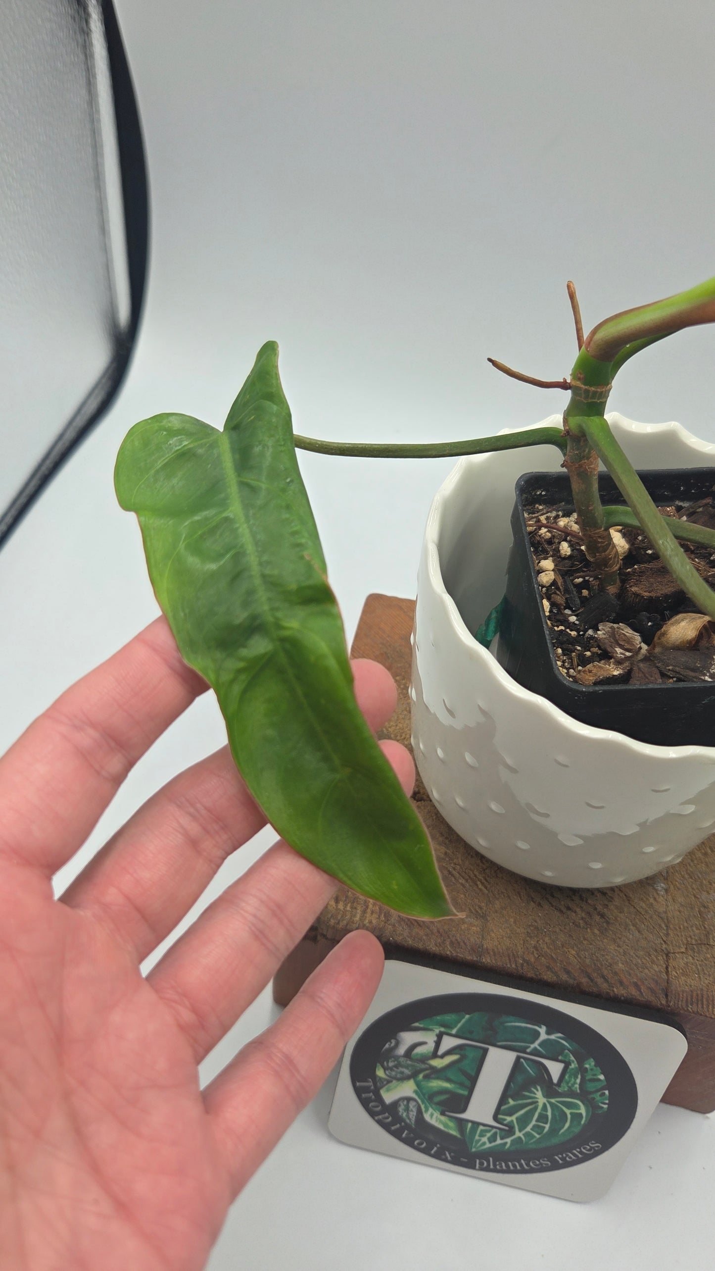 Philodendron Billietiae Aff (PHI-463)