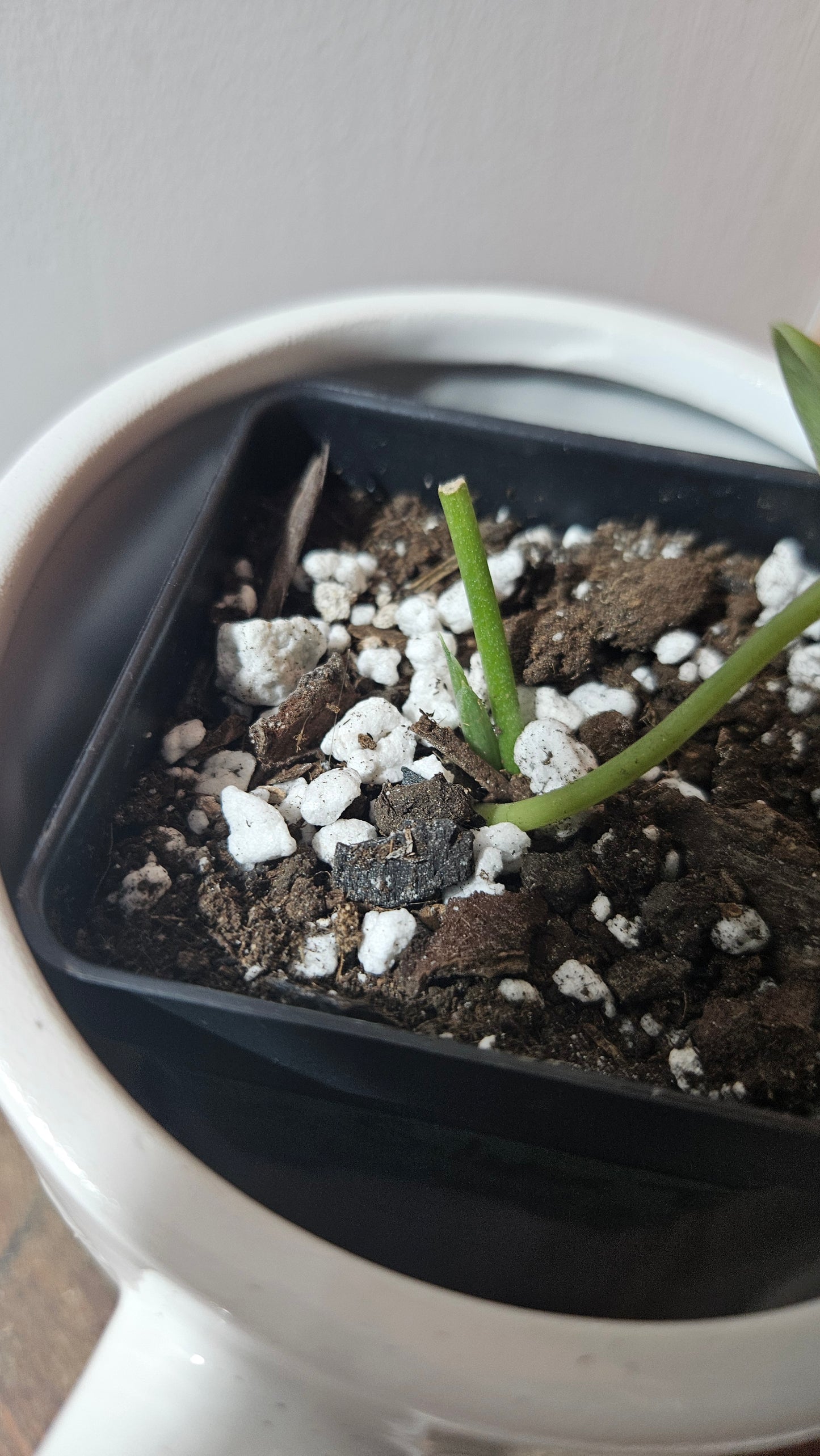 Scindapsus Silver Tattoo Variegata (SCI-1229)