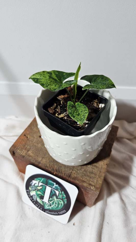 Syngonium Mojito (SYN-253)