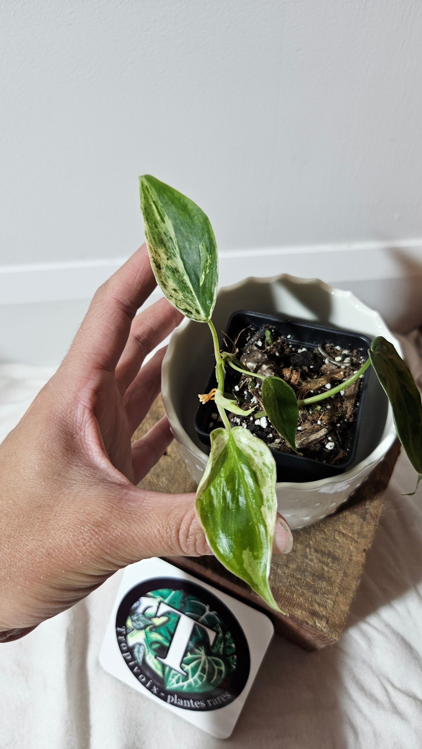 Philodendron Hederaceum Variegata (PHI-556)