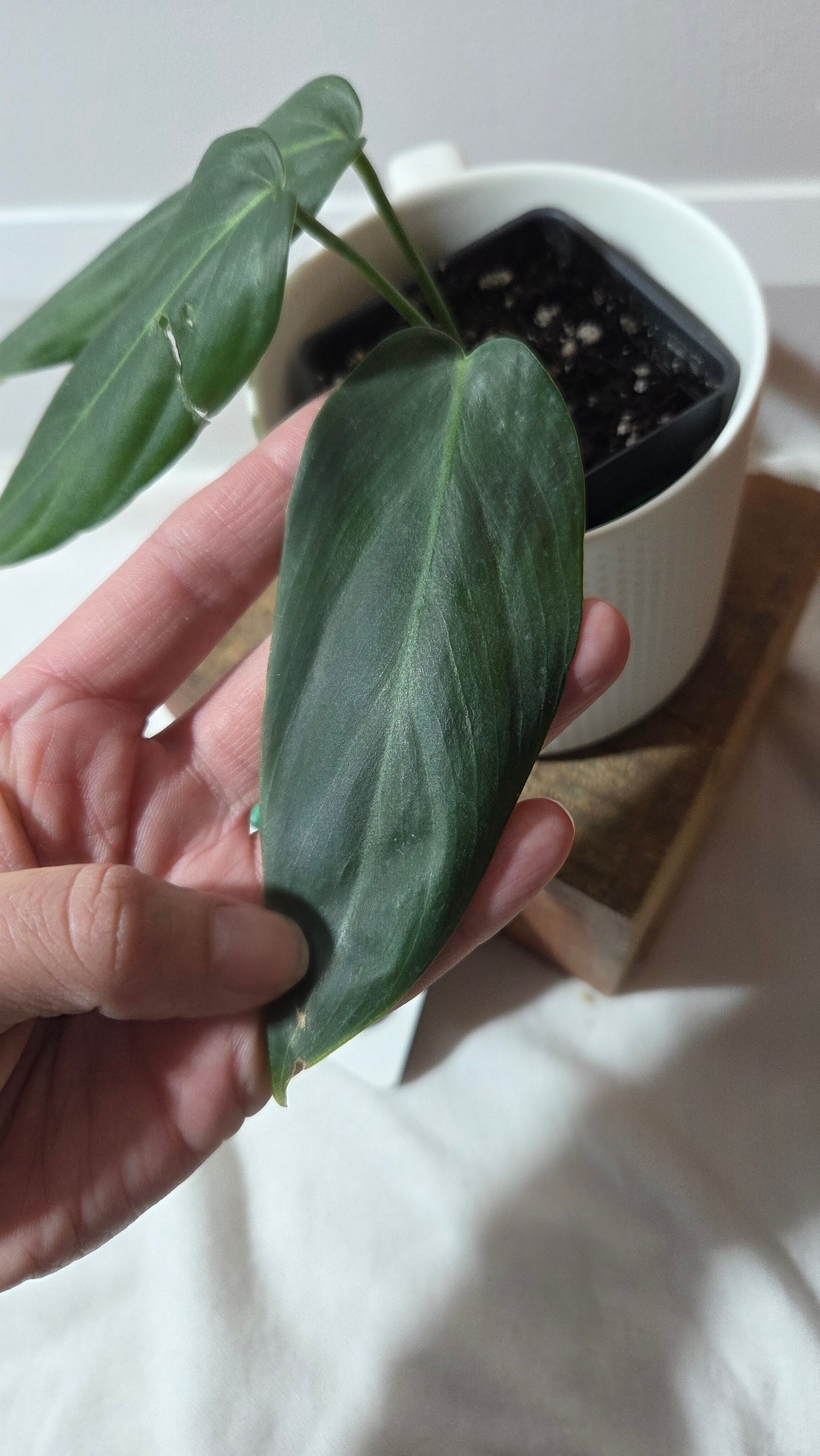 Philodendron Morning Sun  (Gloriosum X Asplundii)       (PHI-977)