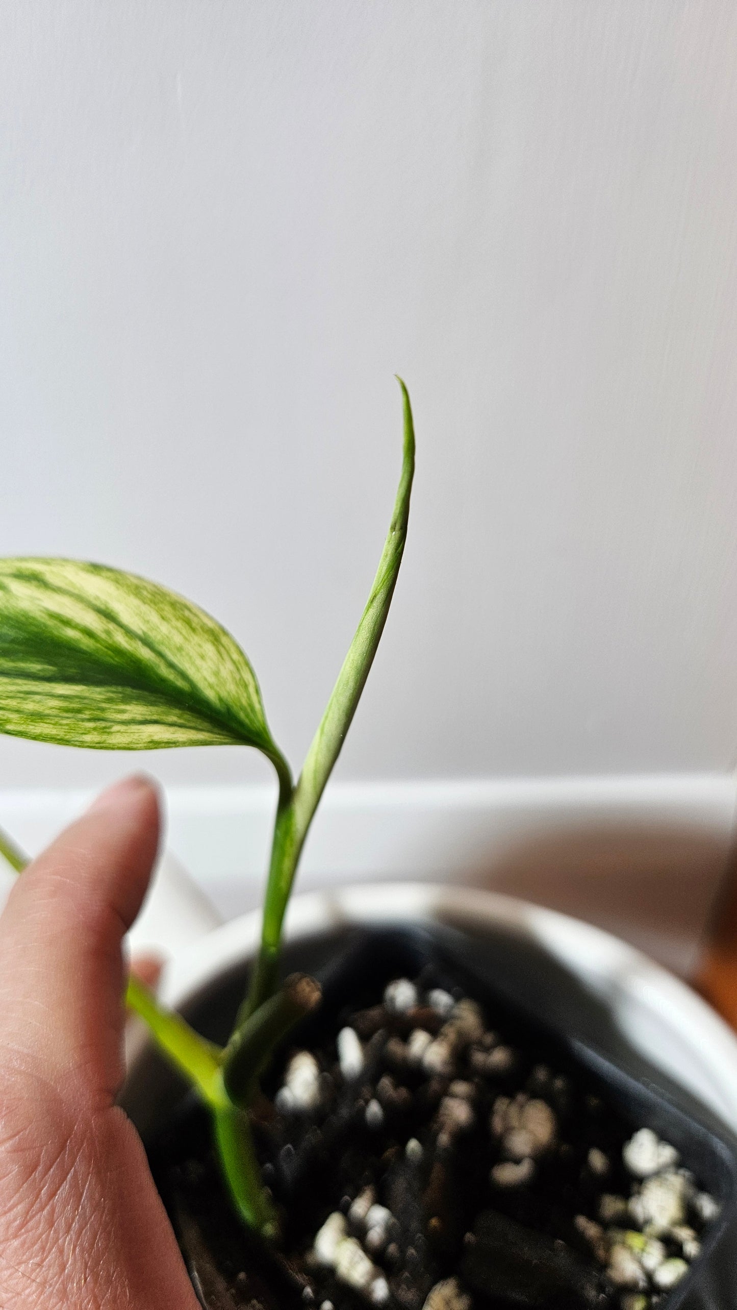 Scindapsus Longistipitatum Mint (SCI-1315)