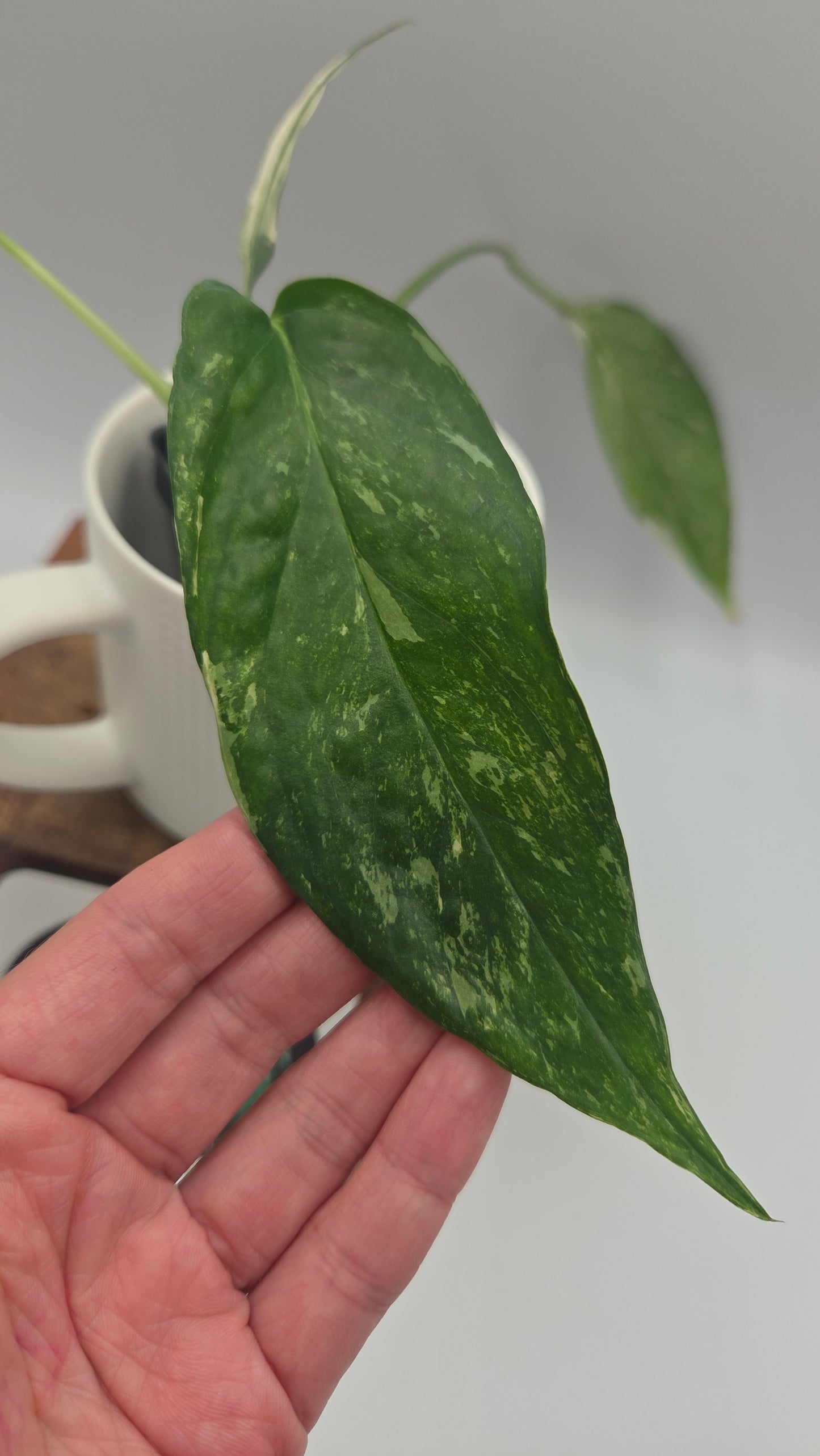 Epipremnum pinnatum Albo (EPI-248)