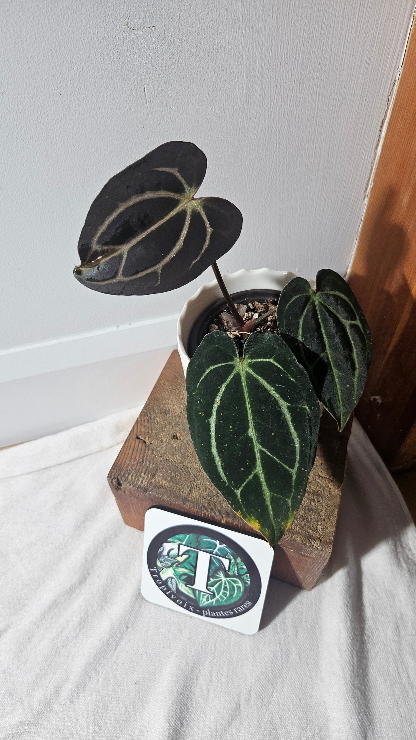 Anthurium  Carlablackiae (d'équateur) "format MOYEN" (ANT-392)