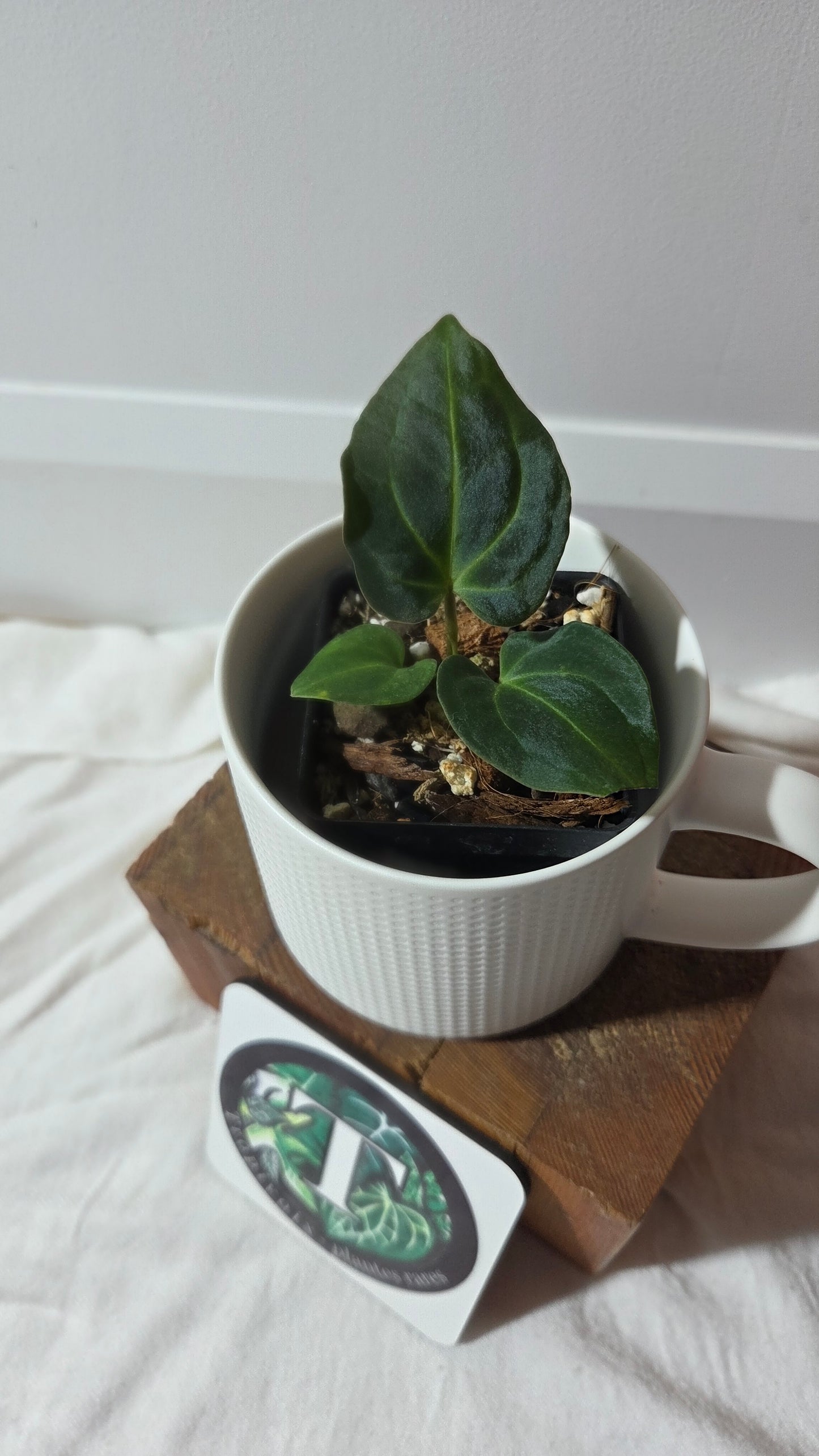 Anthurium Besseae Aff Blue "Format PETIT" (ANT-668)