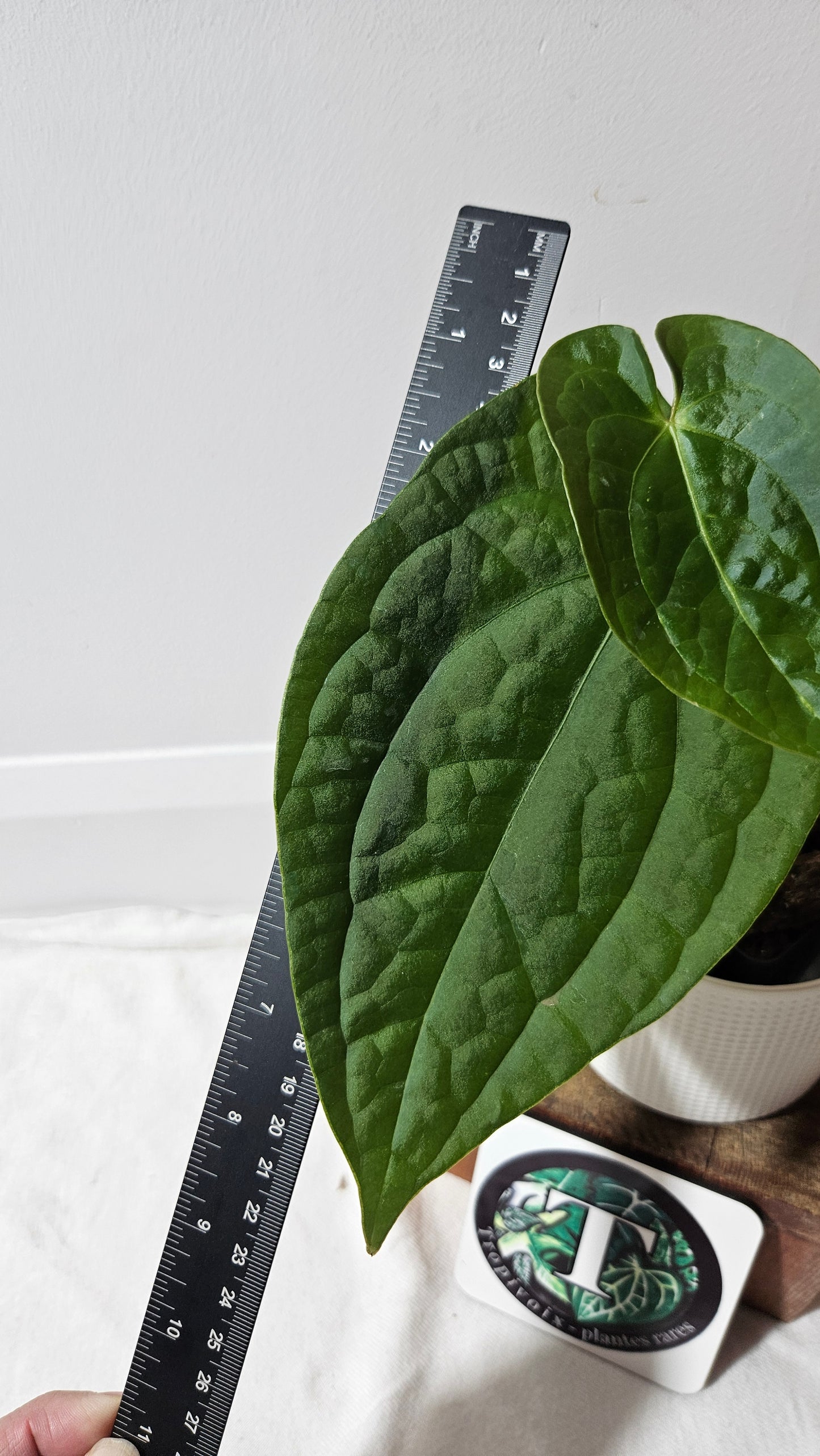 Anthurium Forgetti X Luxurians "format MOYEN" (ANT-634)