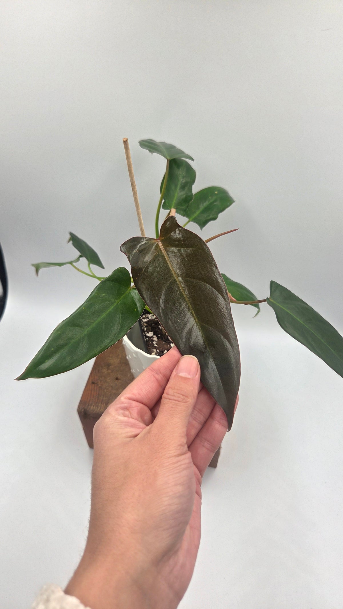 Philodendron Pangui Sunset /(P. Pinnatilobum/P. Spiritus Santi) (PHI-1092)