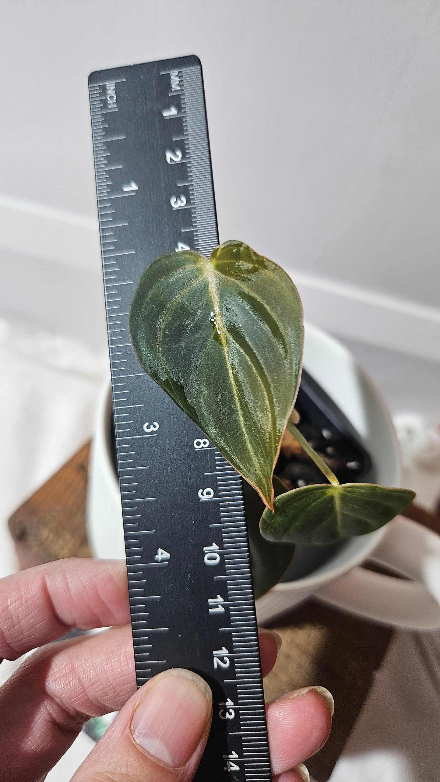 Philodendron Glorious (PHI-955)