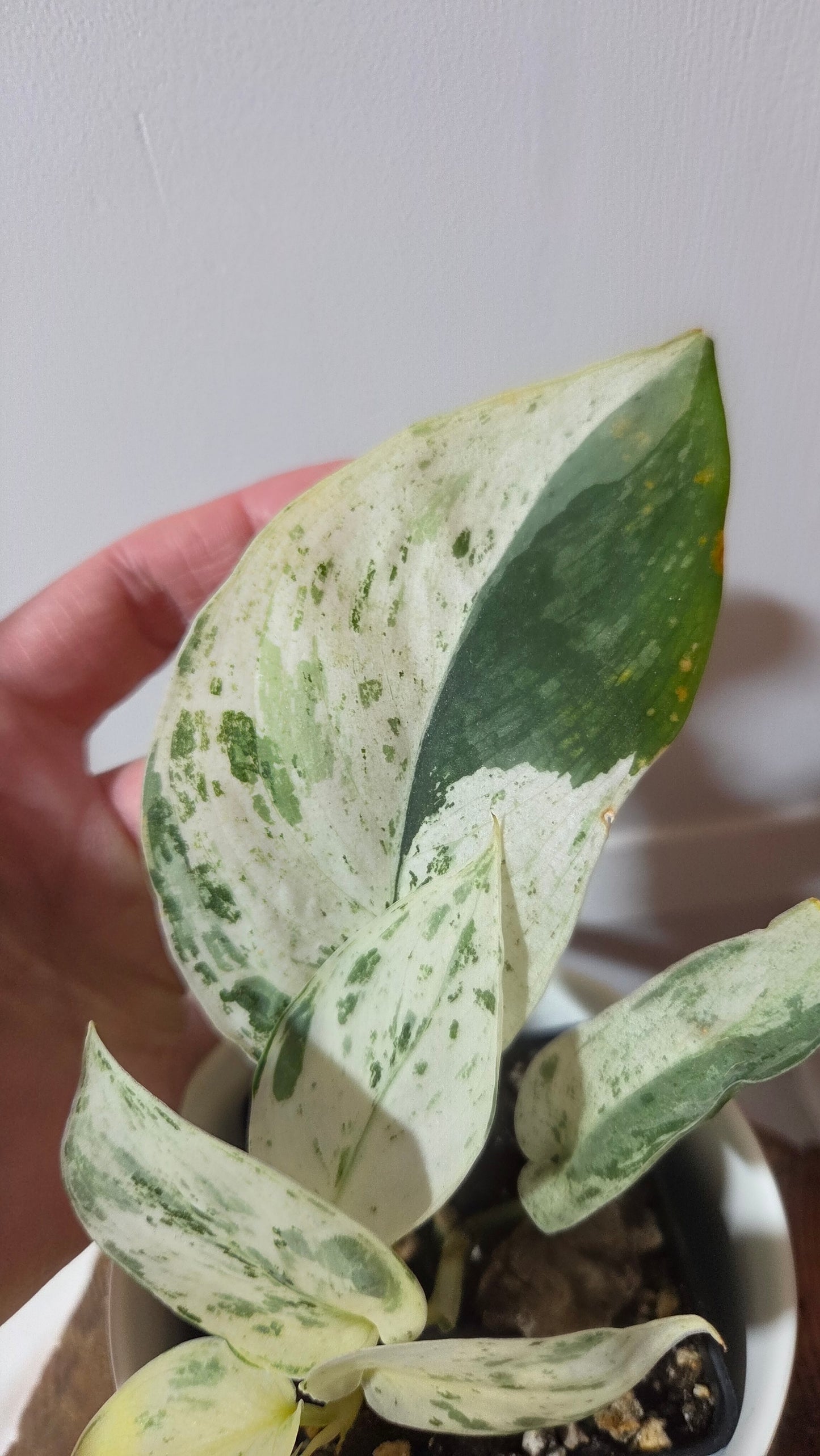 Scindapsus Silver Splash Variegata (SCI-849)