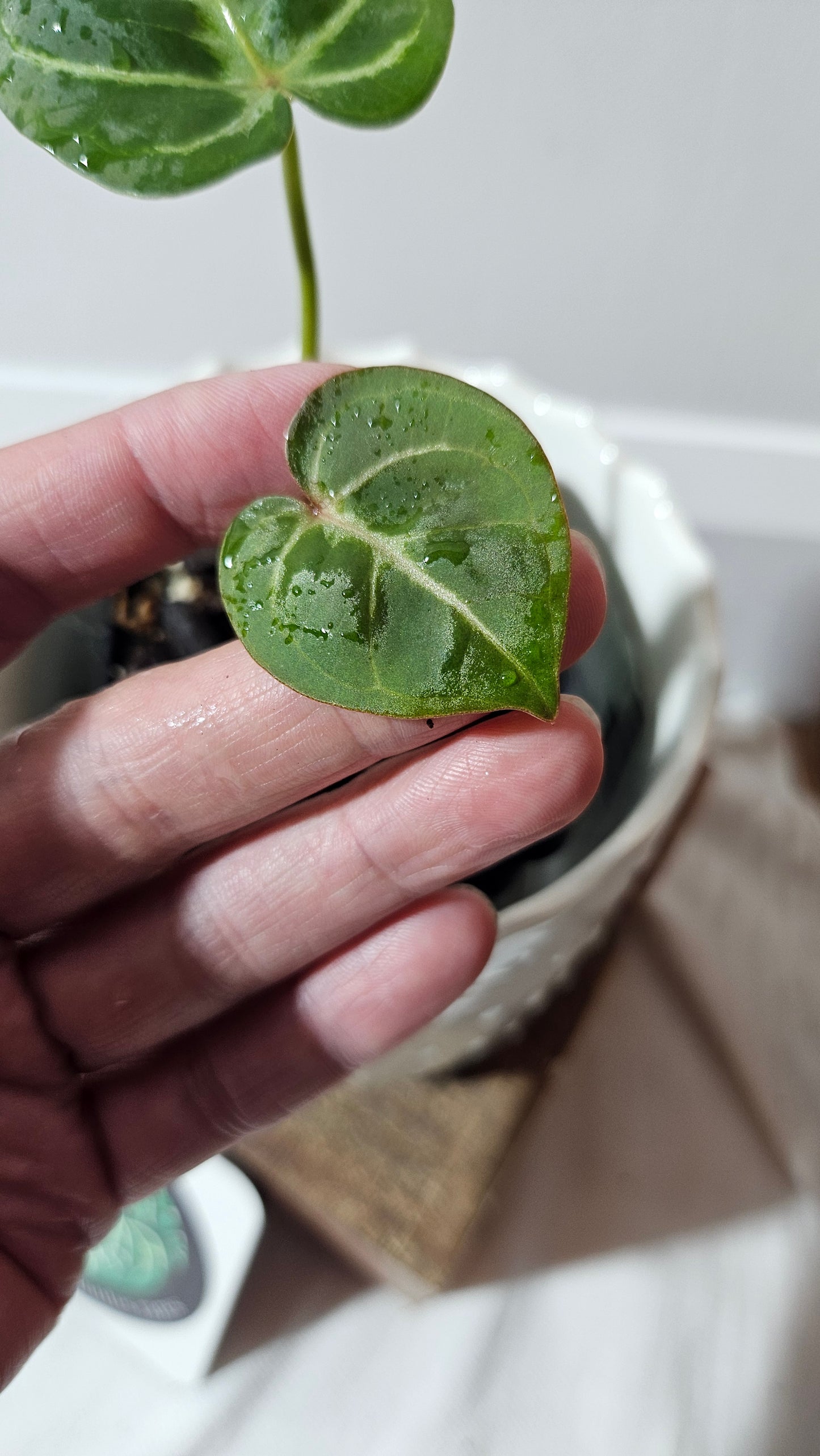 Anthurium Hoffmanii Red Sinus X Silver Hope (ANT-274)
