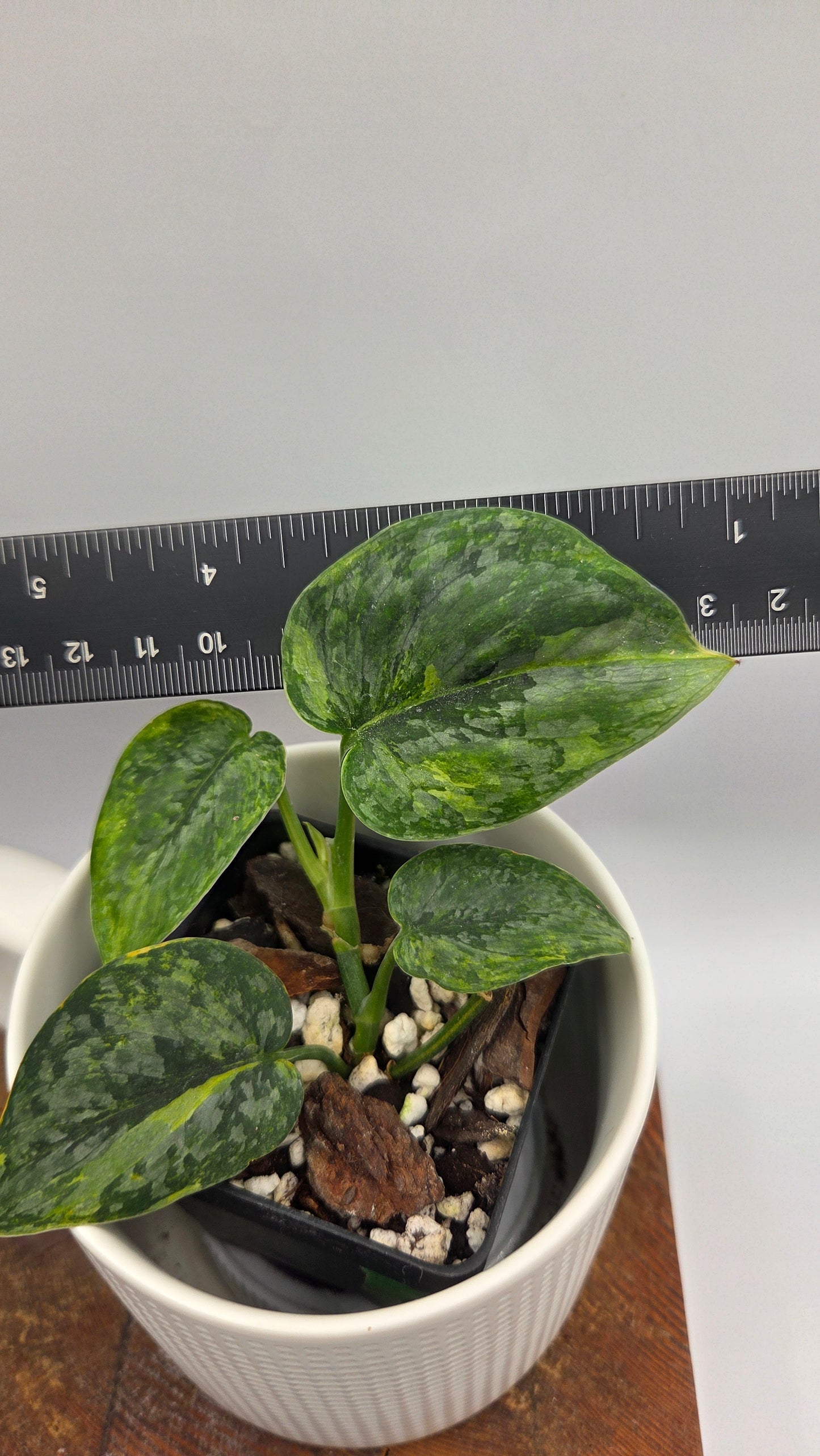 Scindapsus Tricolore Léopard Variegata(SCI-1462)