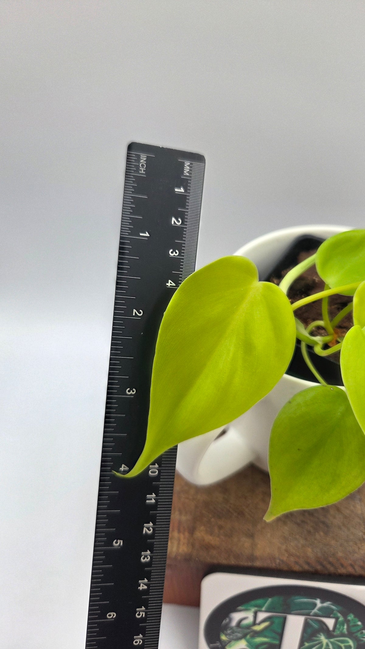 Philodendron Hederaceum Lemon lime (PHI-1103)