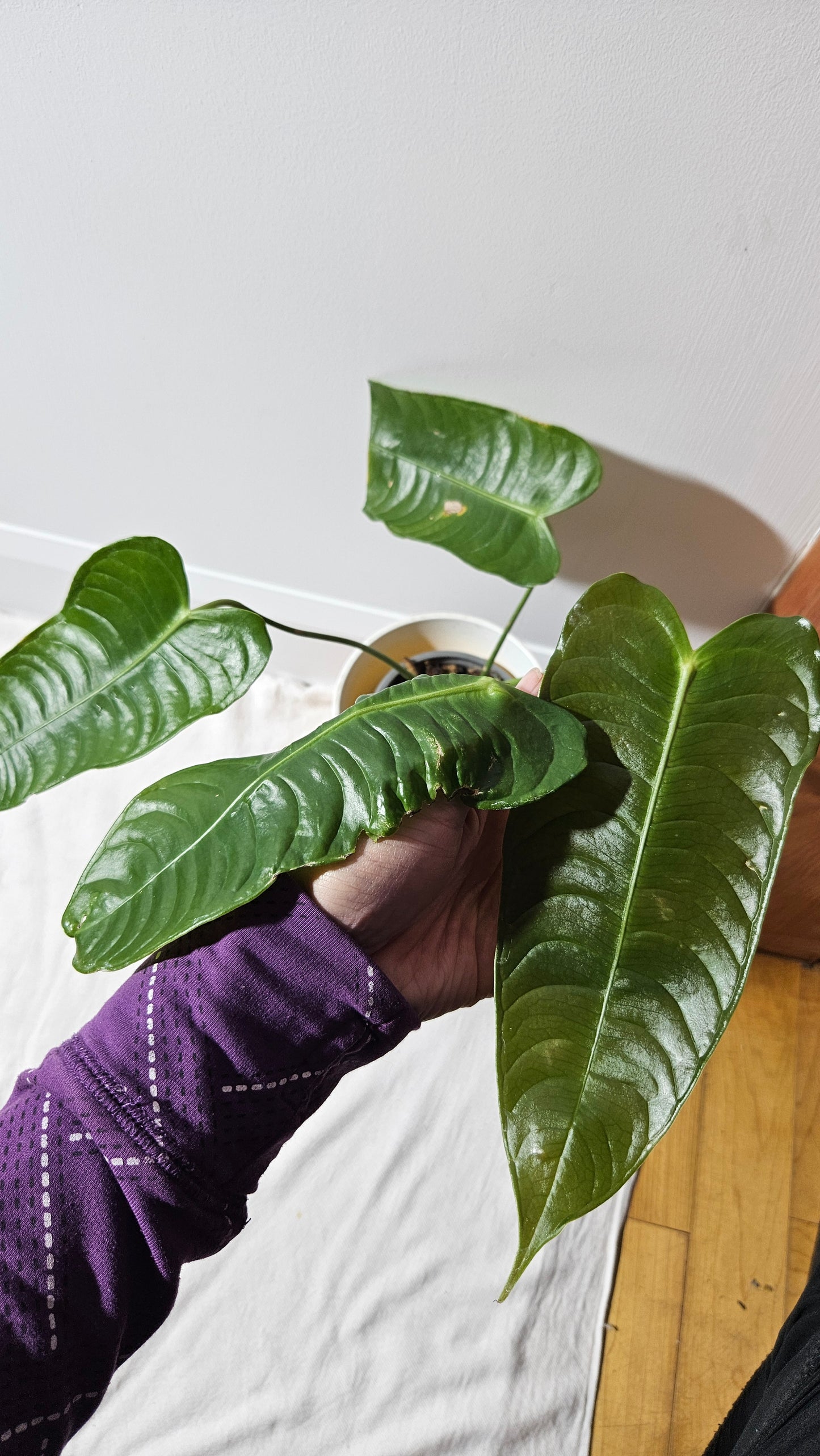 Anthurium Veitchii El cauca "format MOYEN/LARGE" (ANT-488)