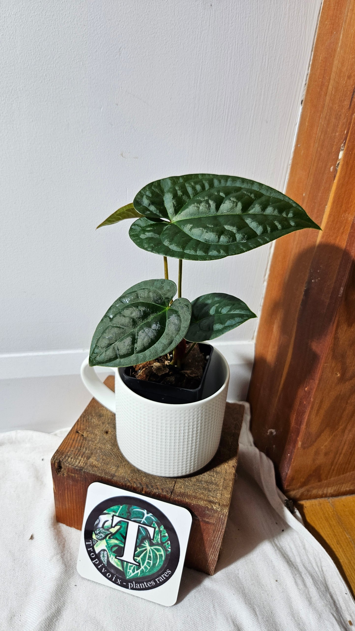 Anthurium Magnificum X AOS X Luxurians "format MOYEN" (ANT-635)