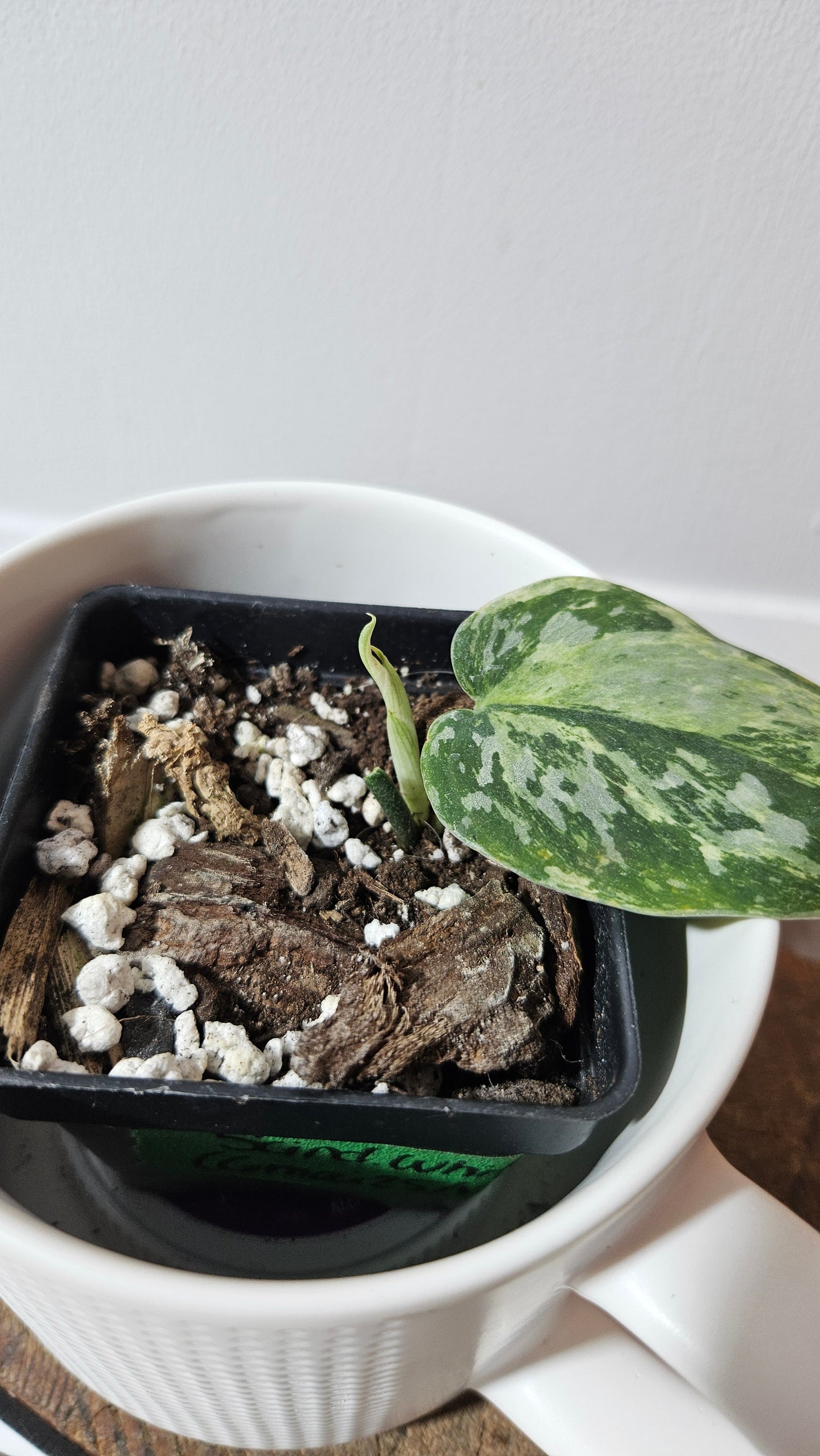 Scindapsus White Crocodile (SCI-1343)