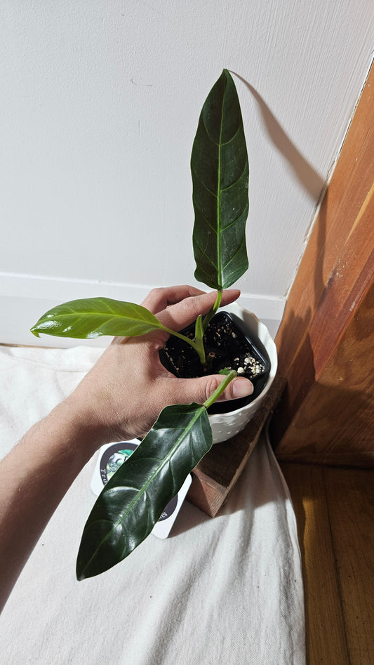 Philodendron Subhastatum Blood (PHI-794)