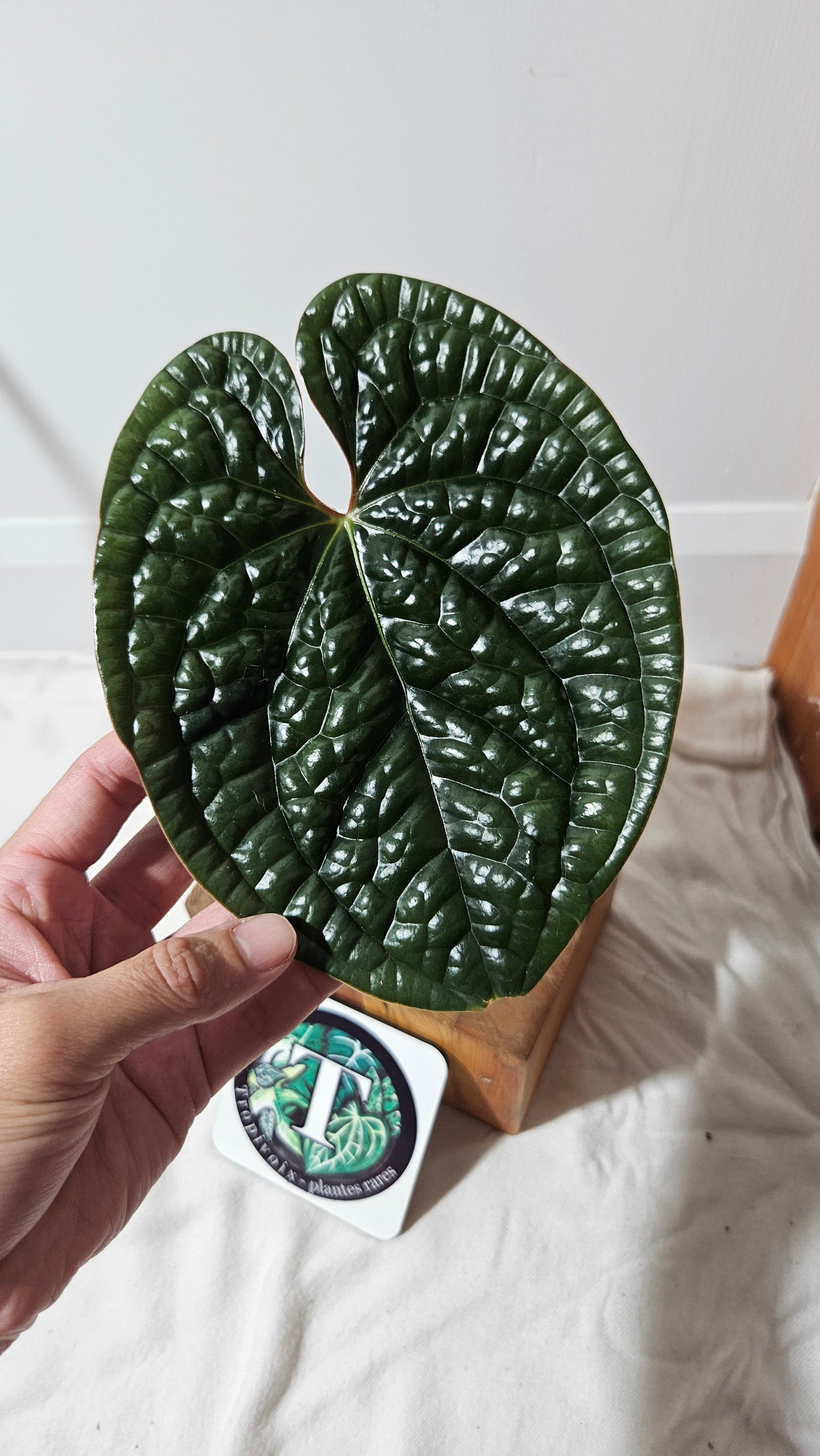 Anthurium Luxurians Round   "format MEDIUM" (ANT-044)