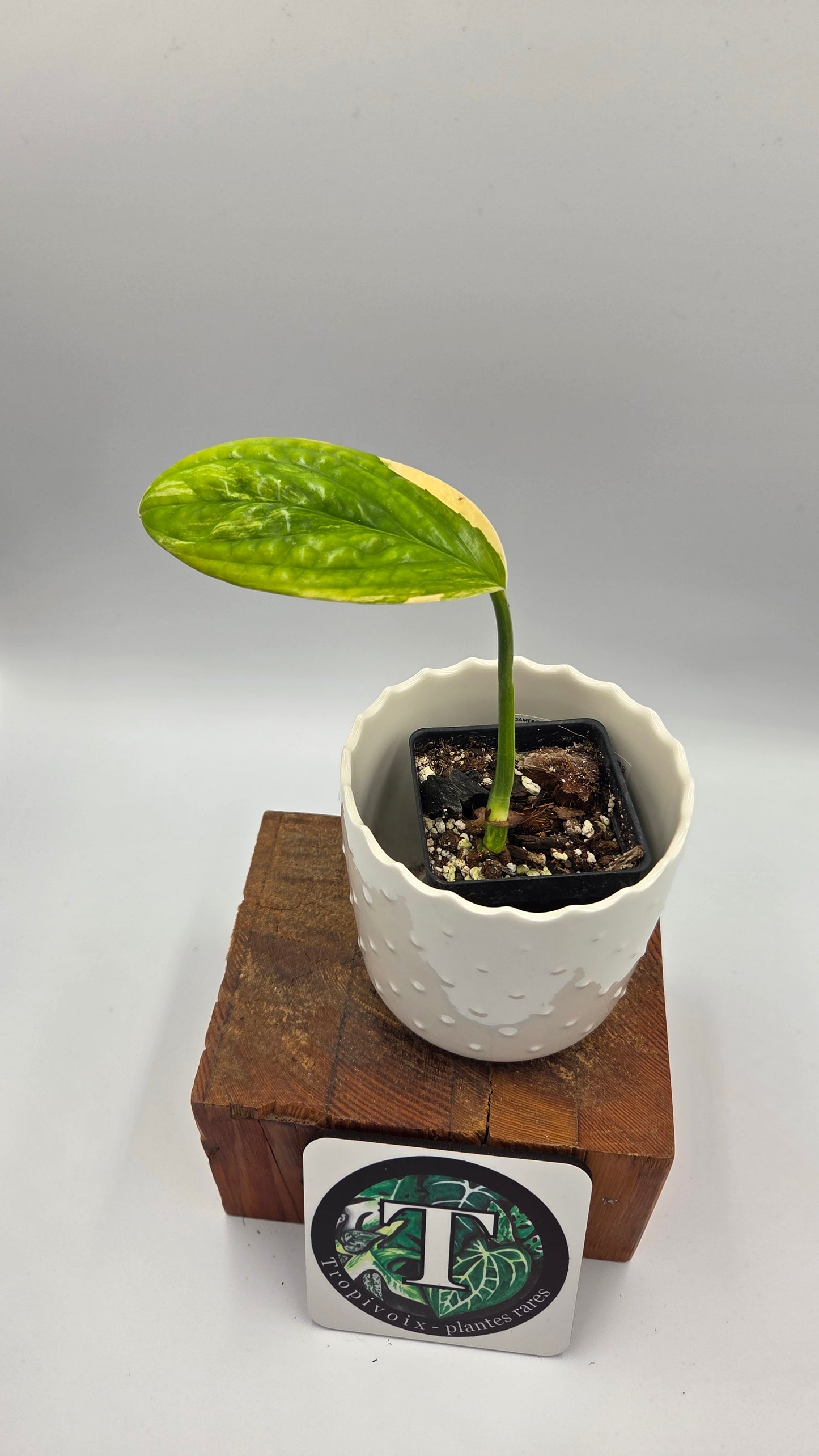 Monstera Karstenianum/Peru Variegata (MON-372)