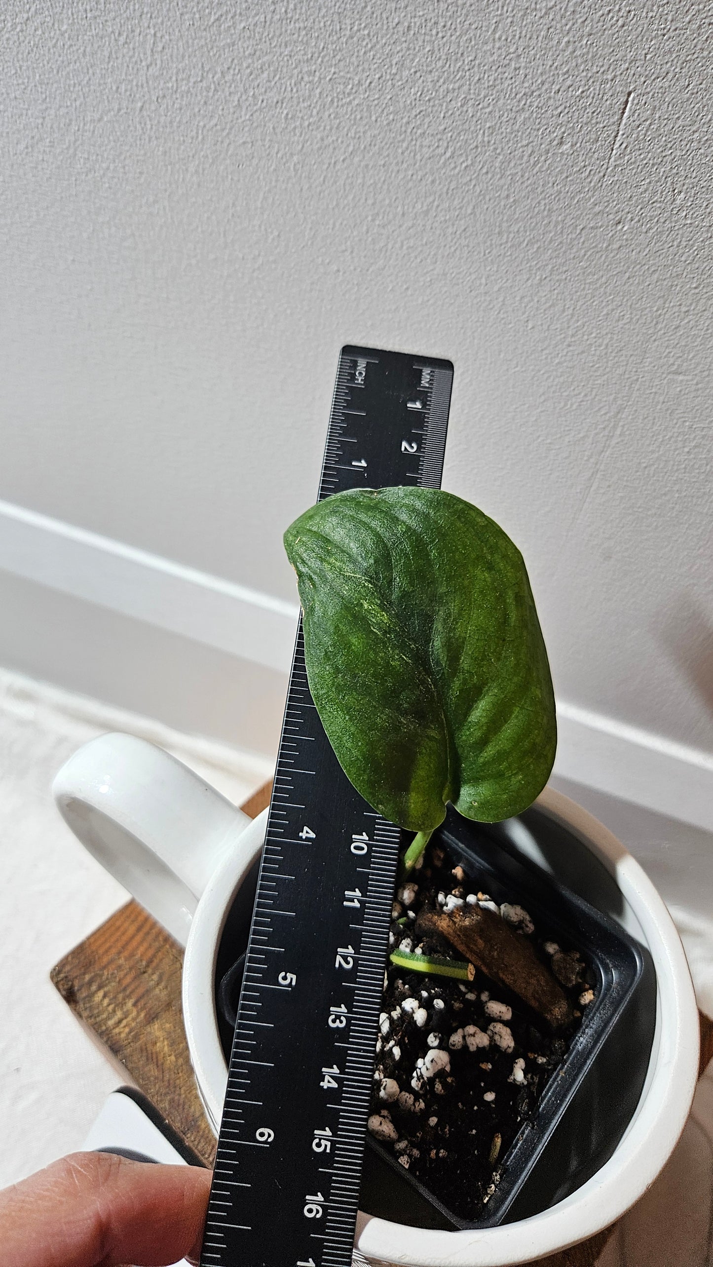 Scindapsus Silver Tattoo Variegata (SCI-1093)