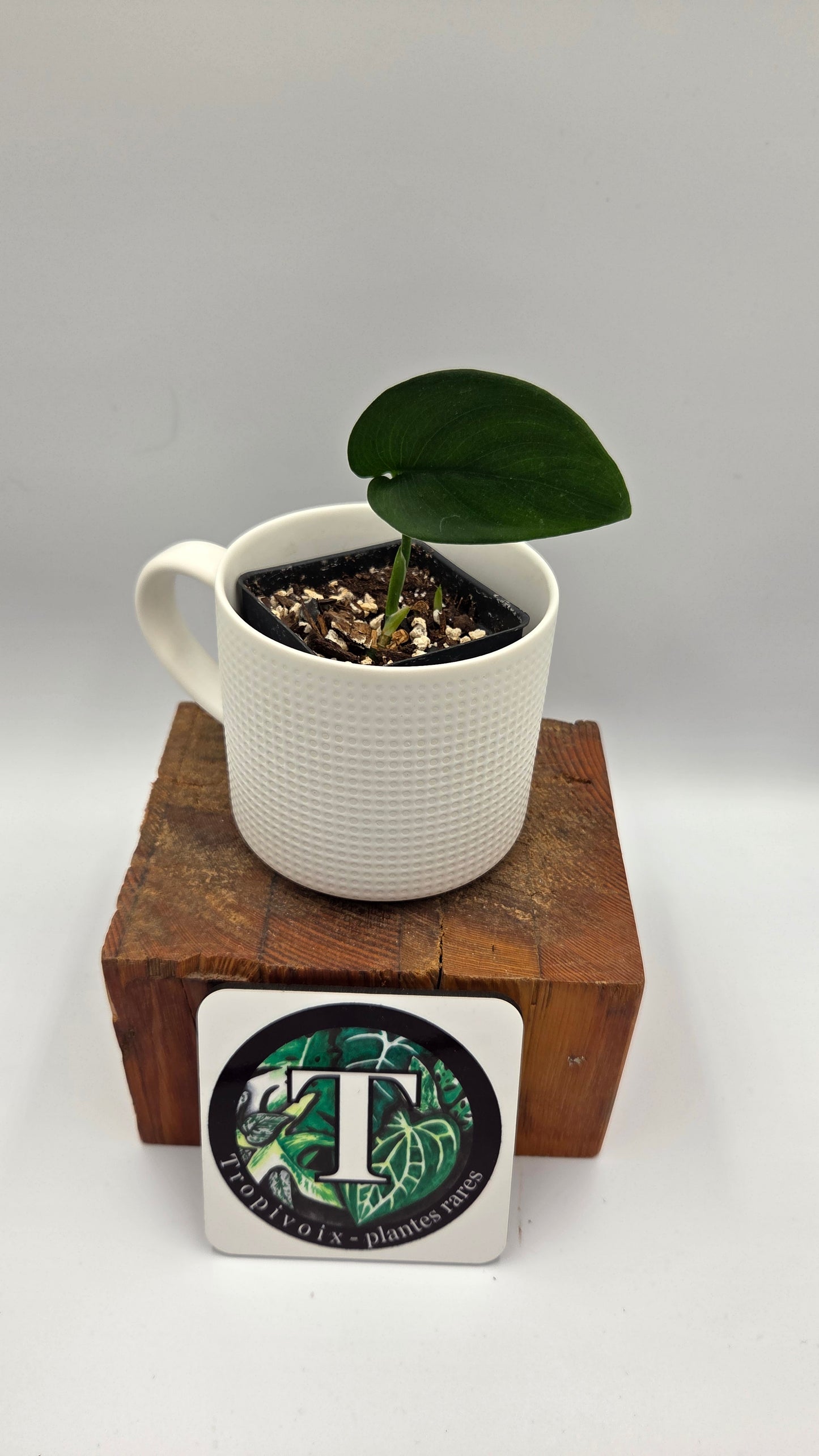 Scindapsus Jade Satin (SCI-351)