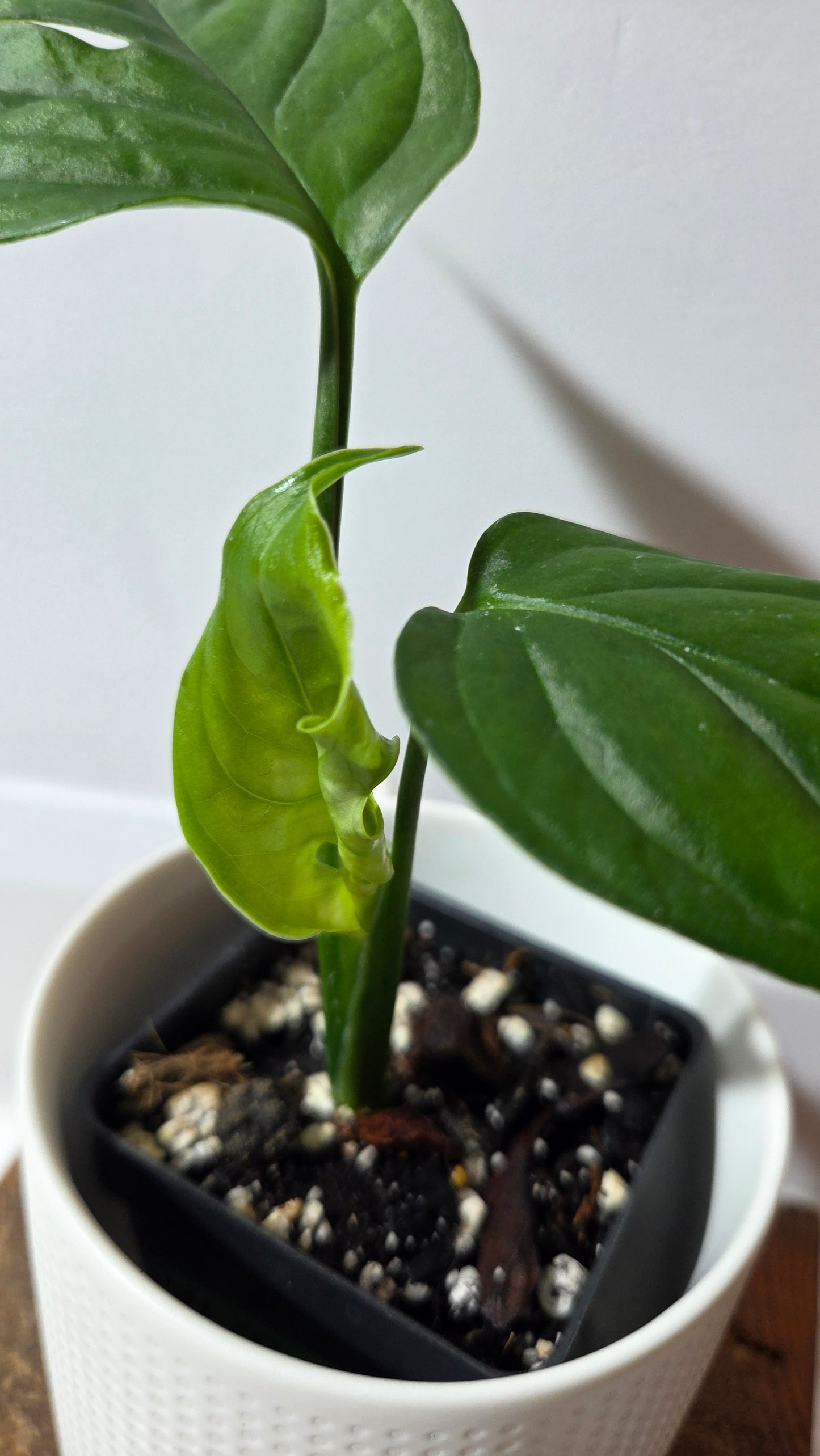 Monstera Obliqua Aff Tamarindo (MON-530)