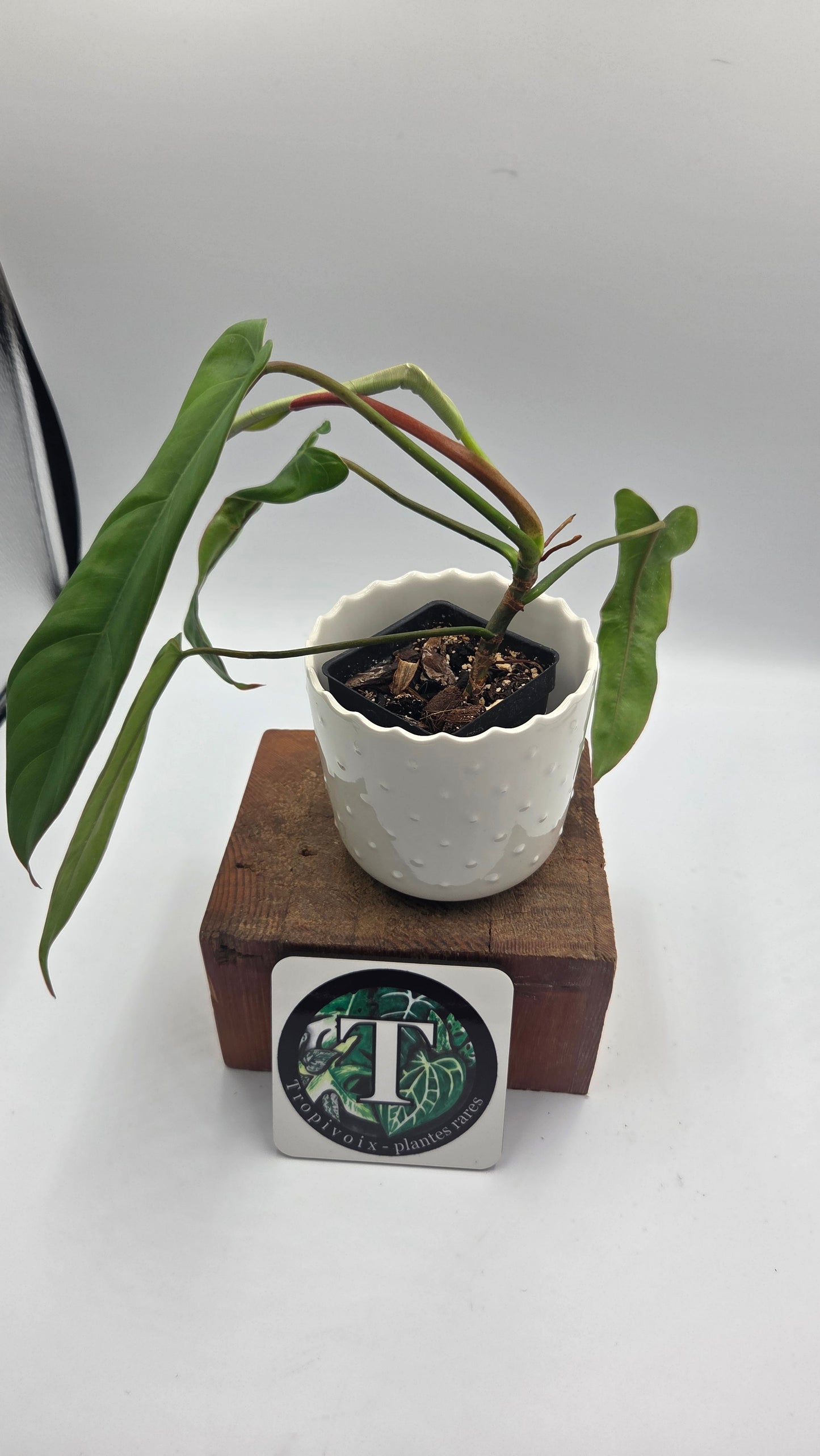 Philodendron Billietiae Aff (PHI-463)